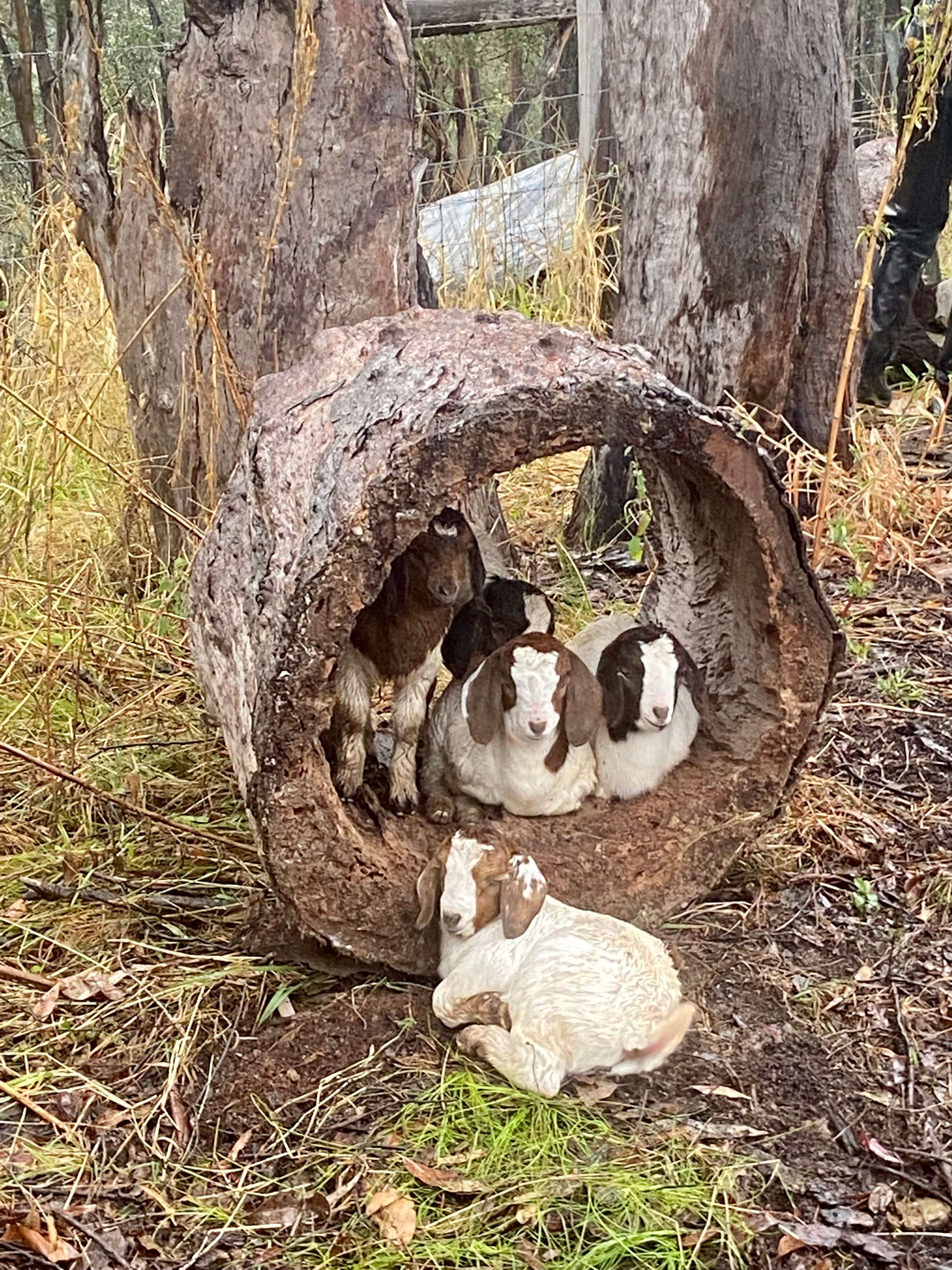 The Rustic Resort Wamuran