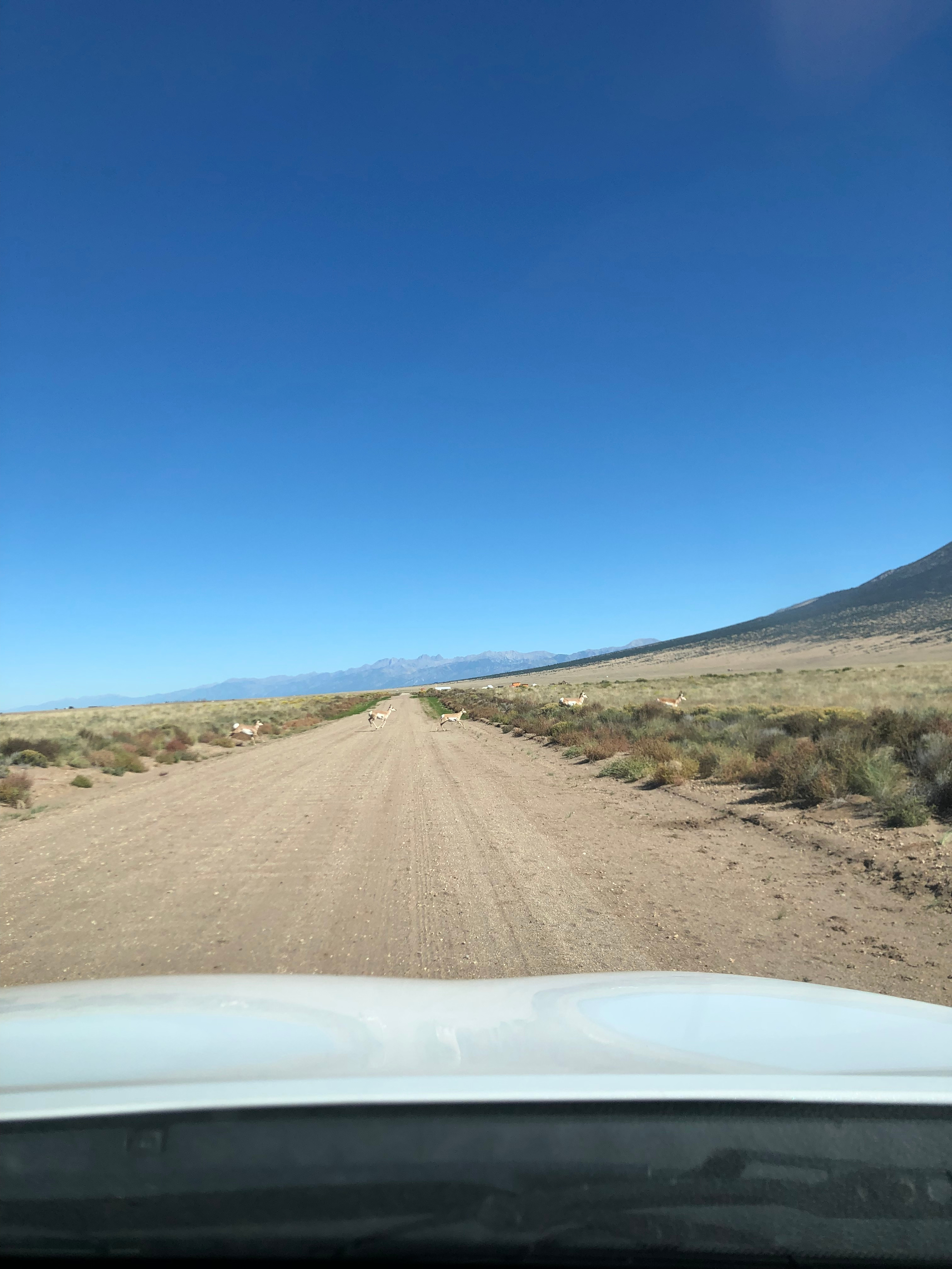 Pronghorn Crossing 