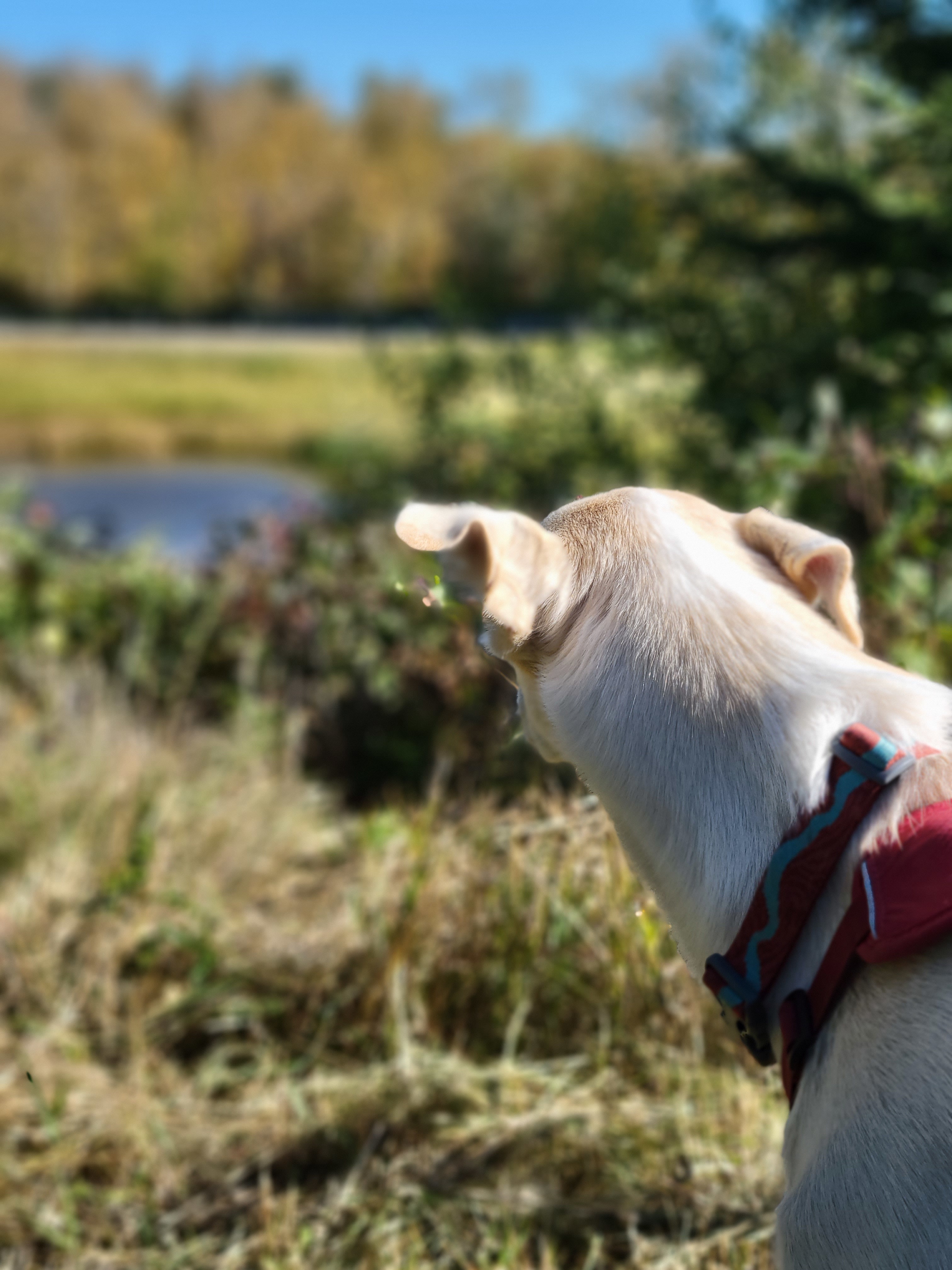 Ravens Valley Chickadee chalet