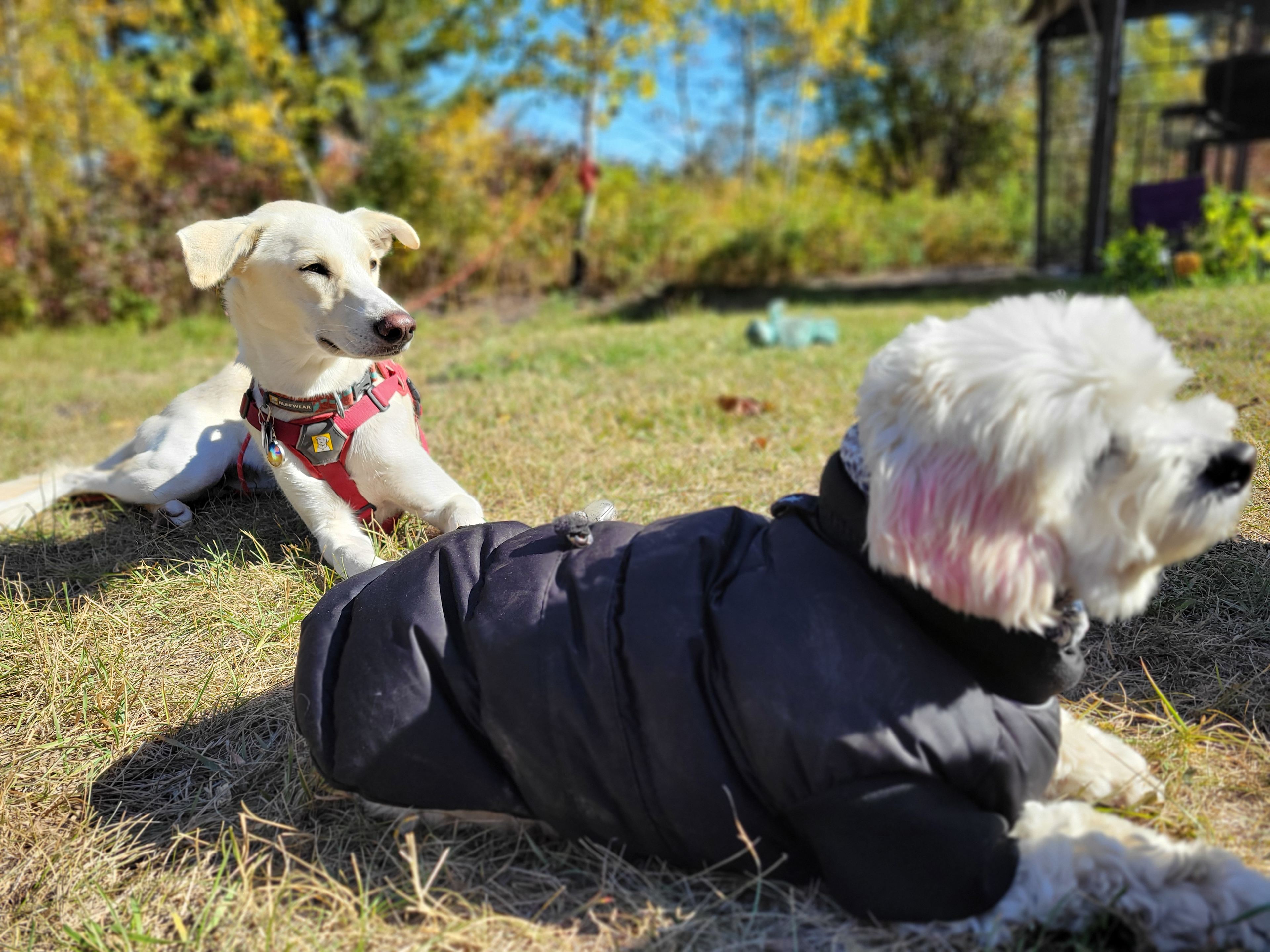 Ravens Valley Chickadee chalet