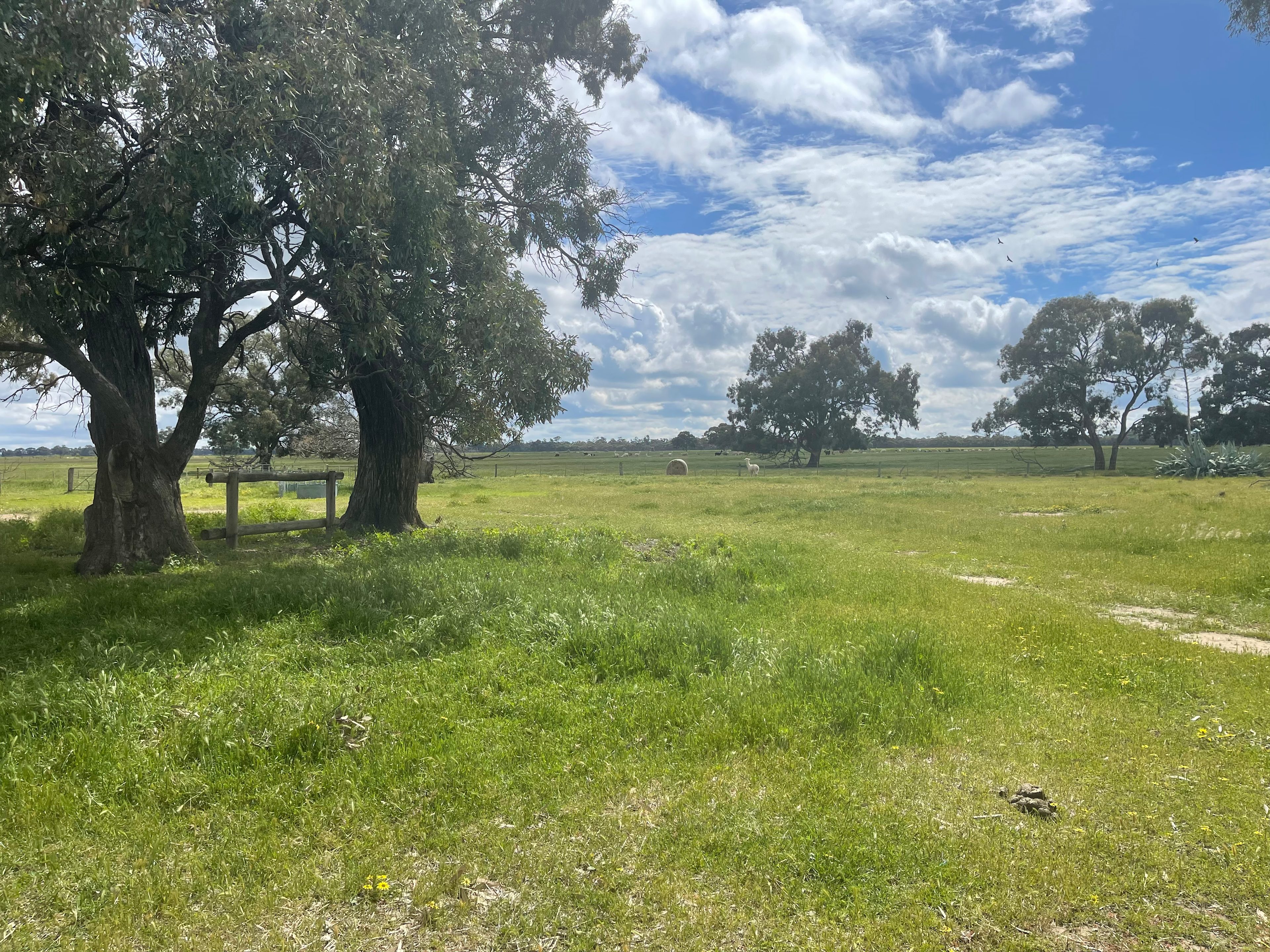 Tom’s Run Alpaca Farm