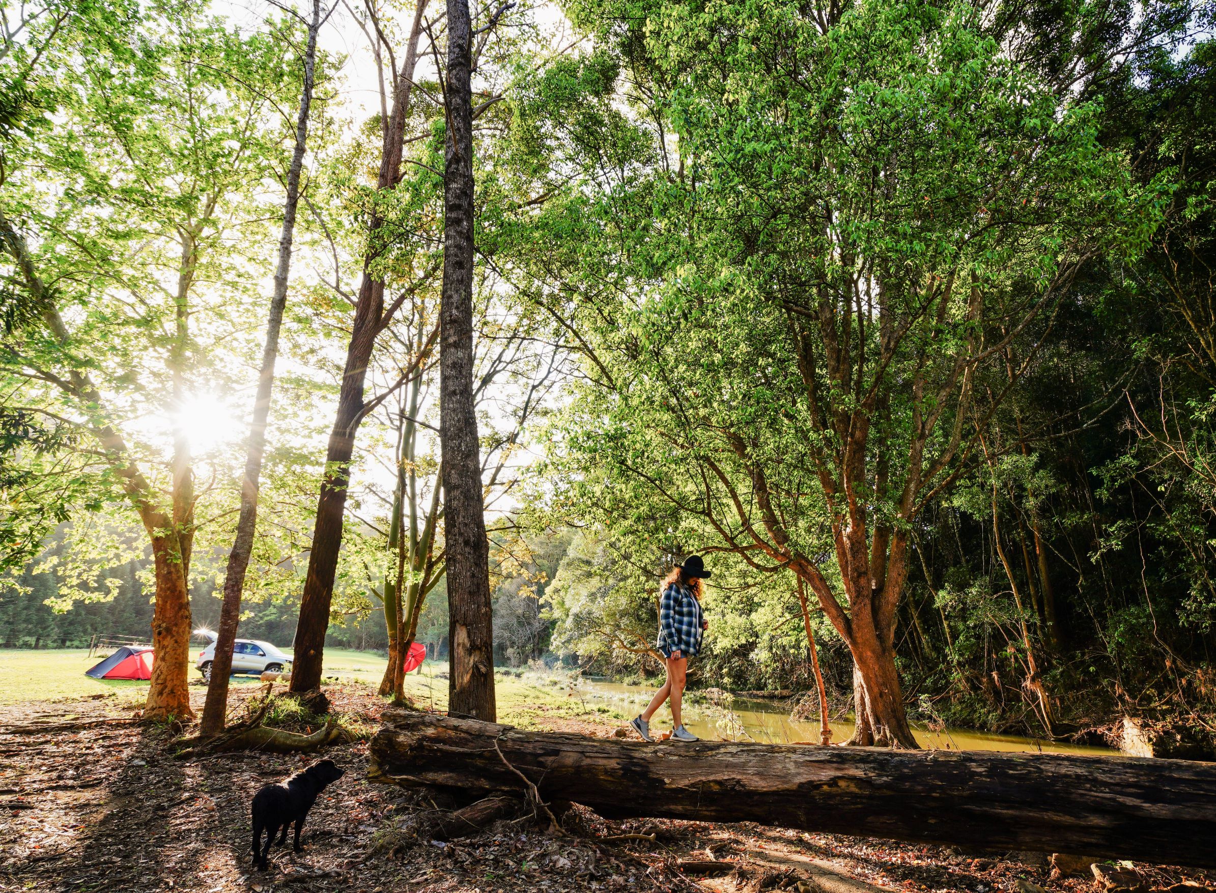 Rowlands Creek Camp Area