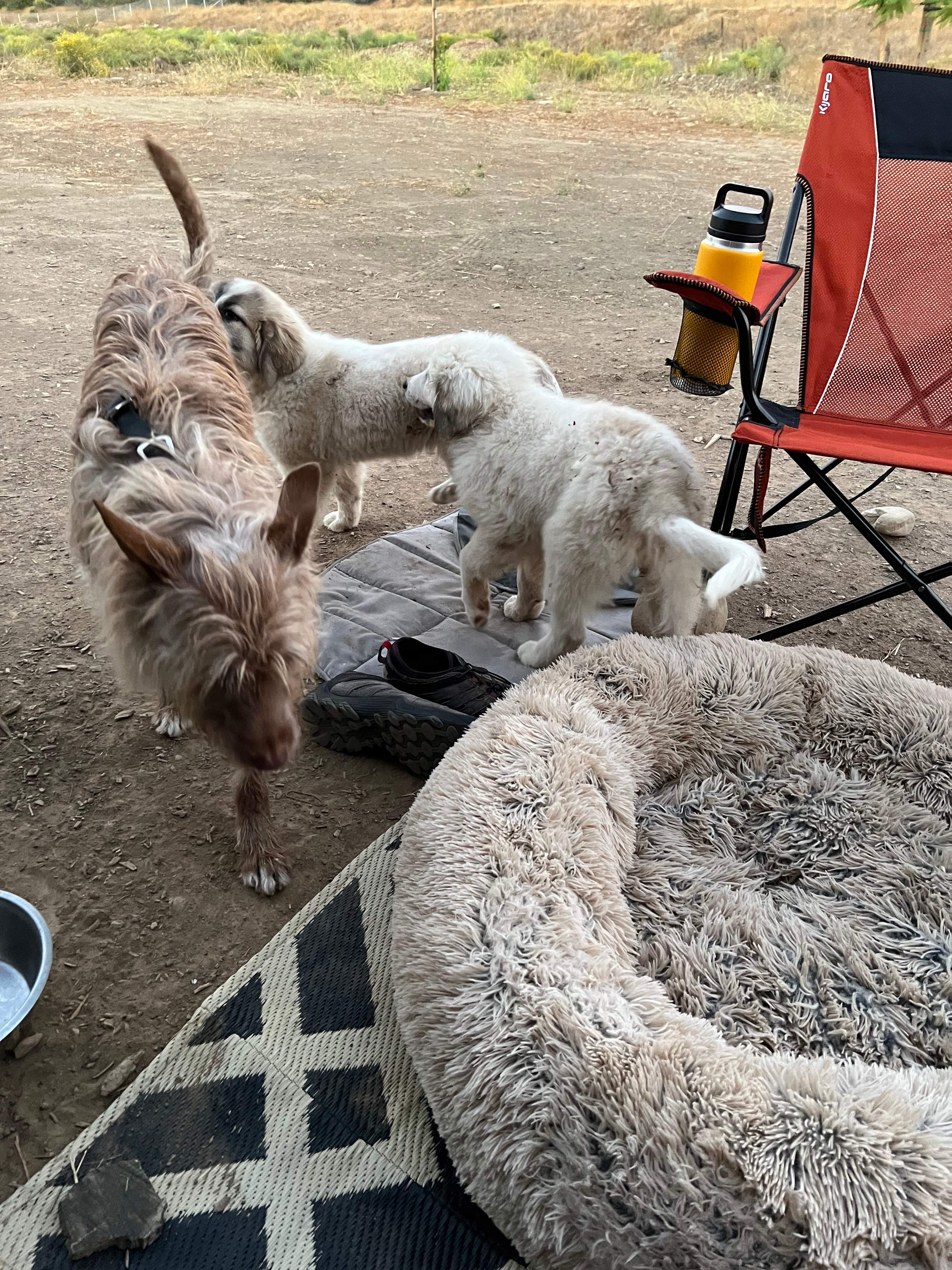 Visit from the sheep dog-to-be pups