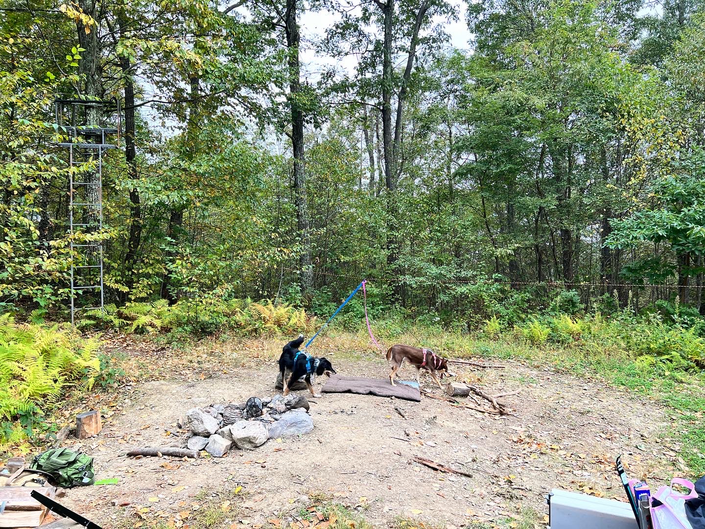 Getting the sniffs in around the site before setup. Dog approved 🐶👍🏻