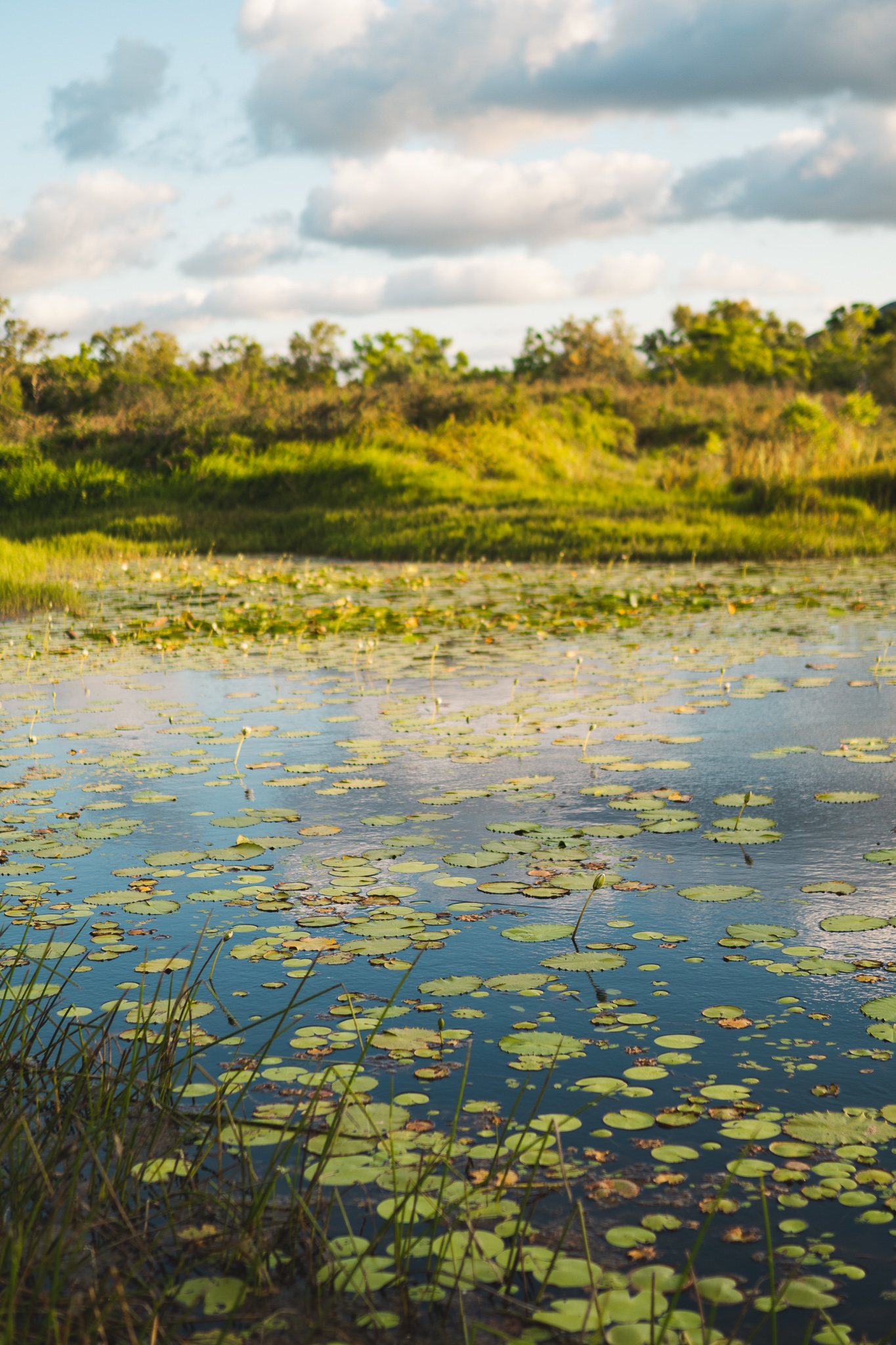 A lot of lovely lilypads in the dam on the property