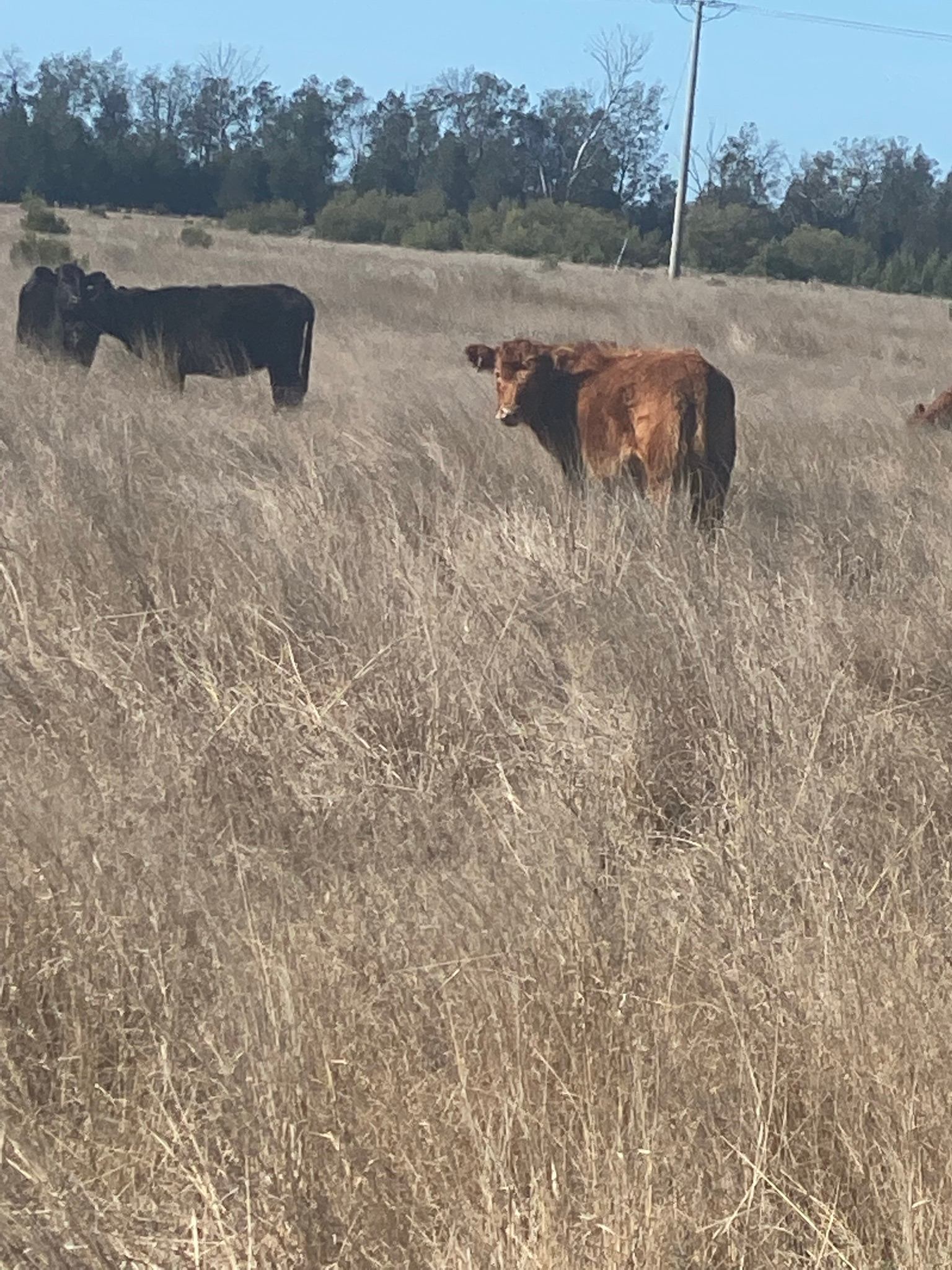 Scrub n Bush