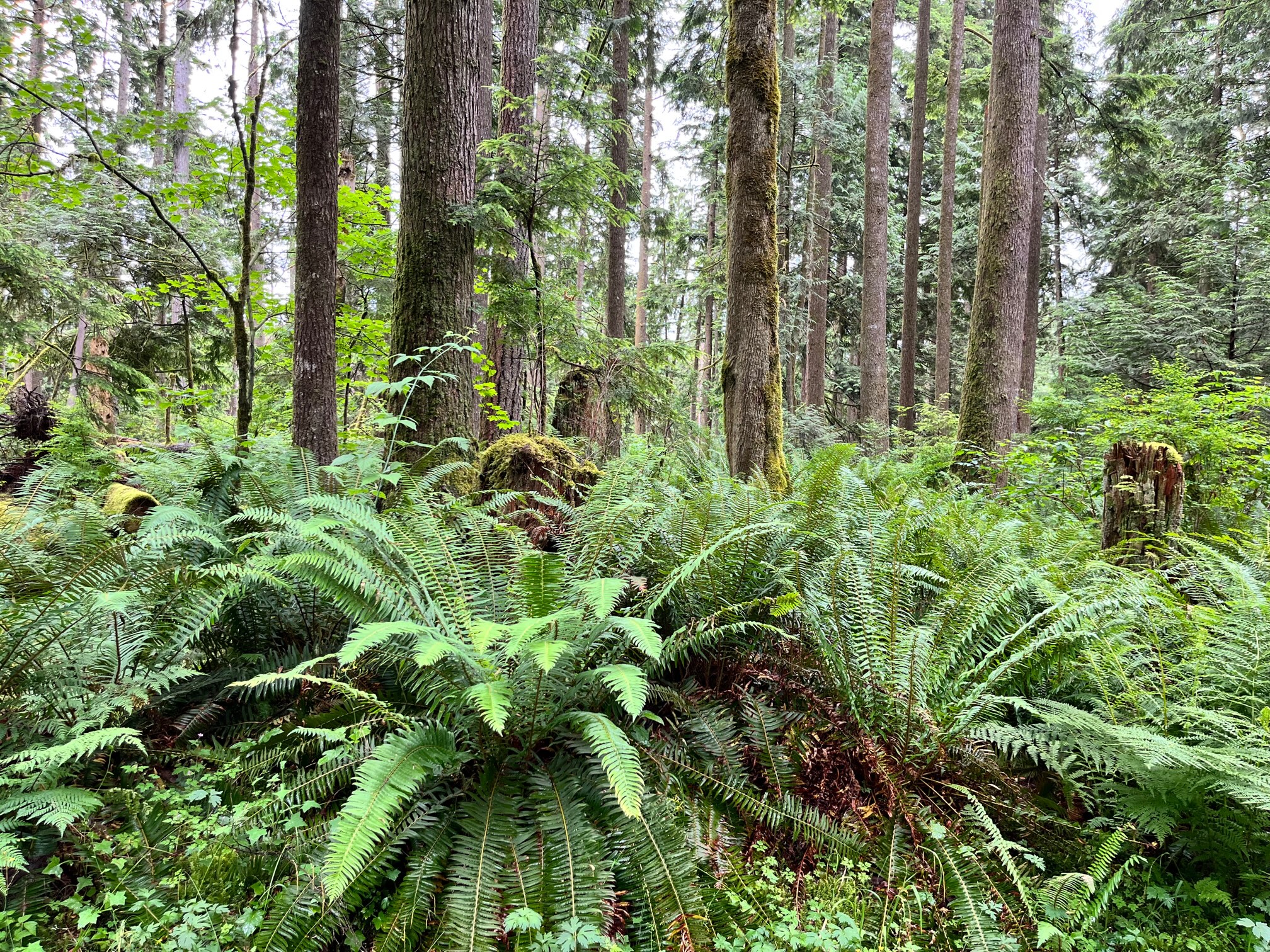 An Experience!-Golden Ears Glamping
