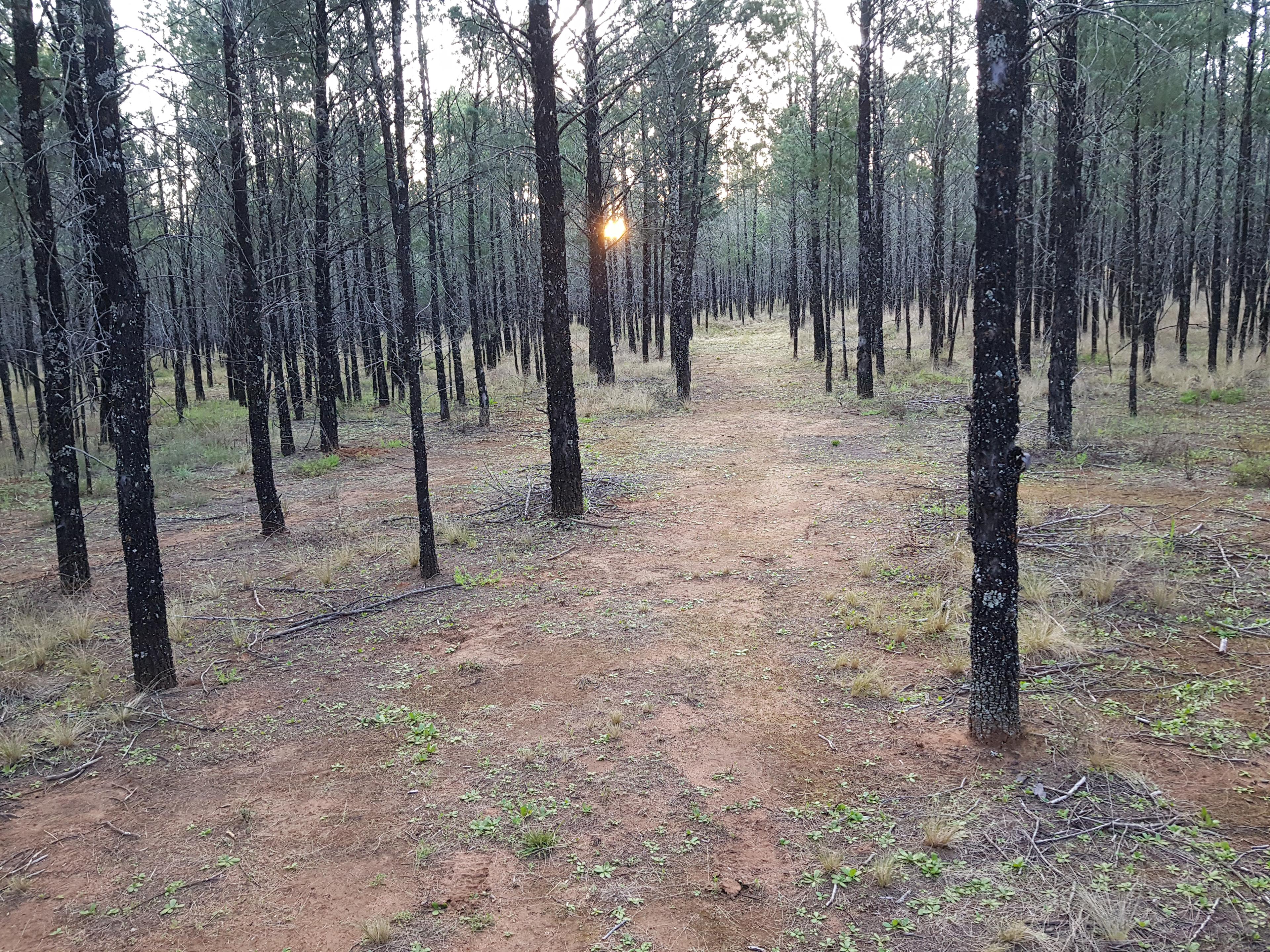 Jackrabbit trail (Yes a real Jackrabbit lives here!)