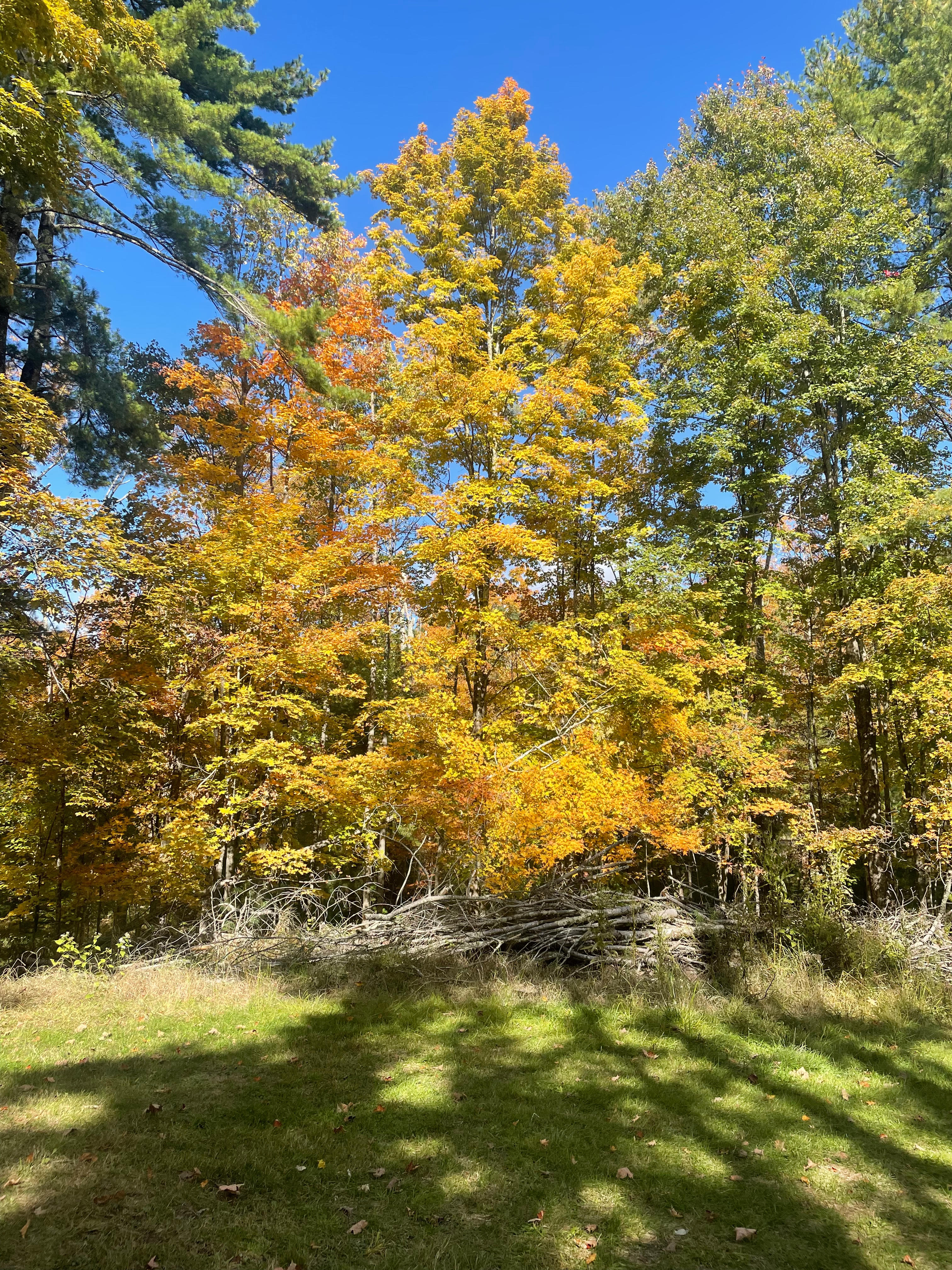 The Knoll at Woodstock Meadows
