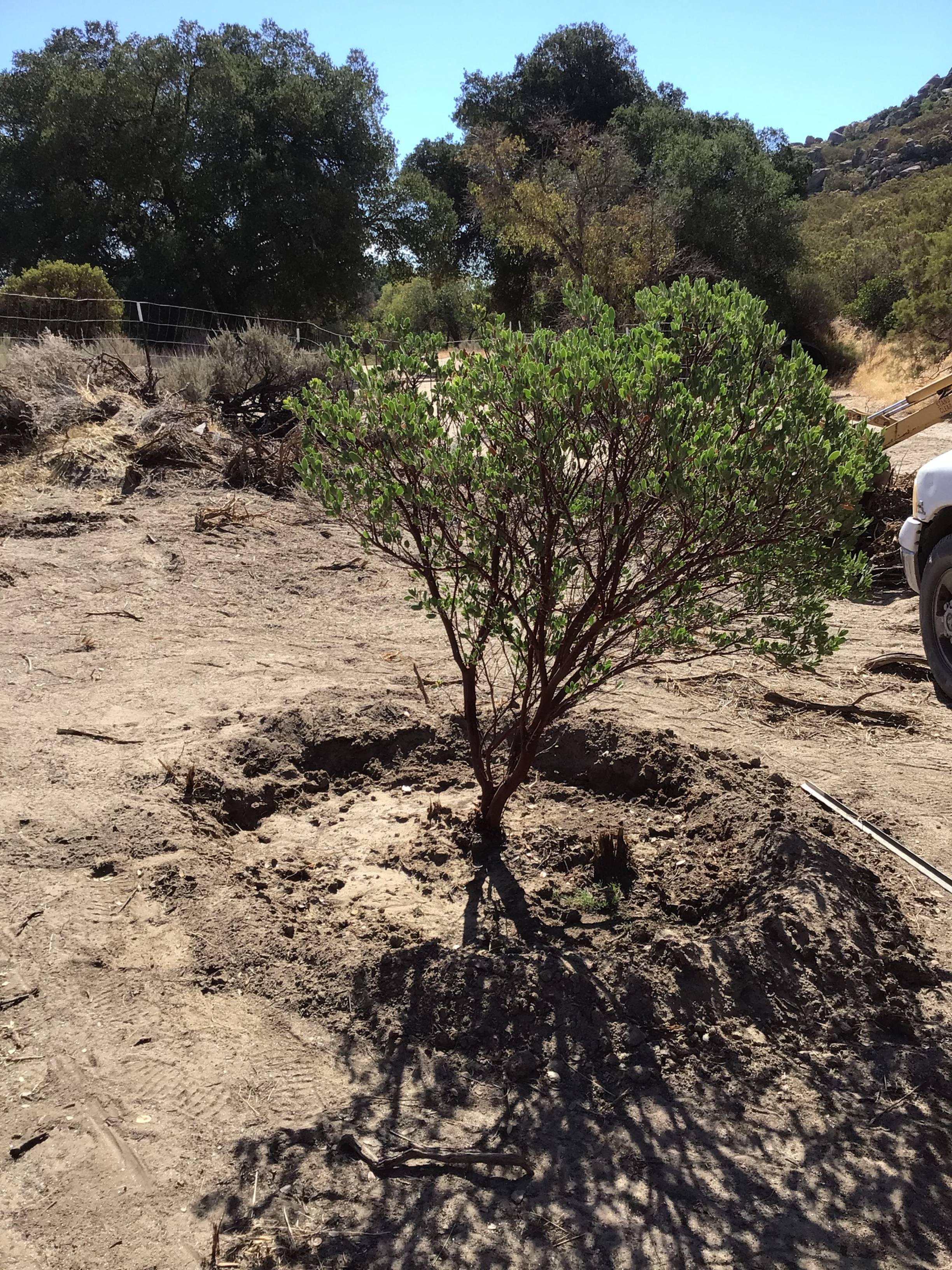 Manzanita tree in the community garden 
