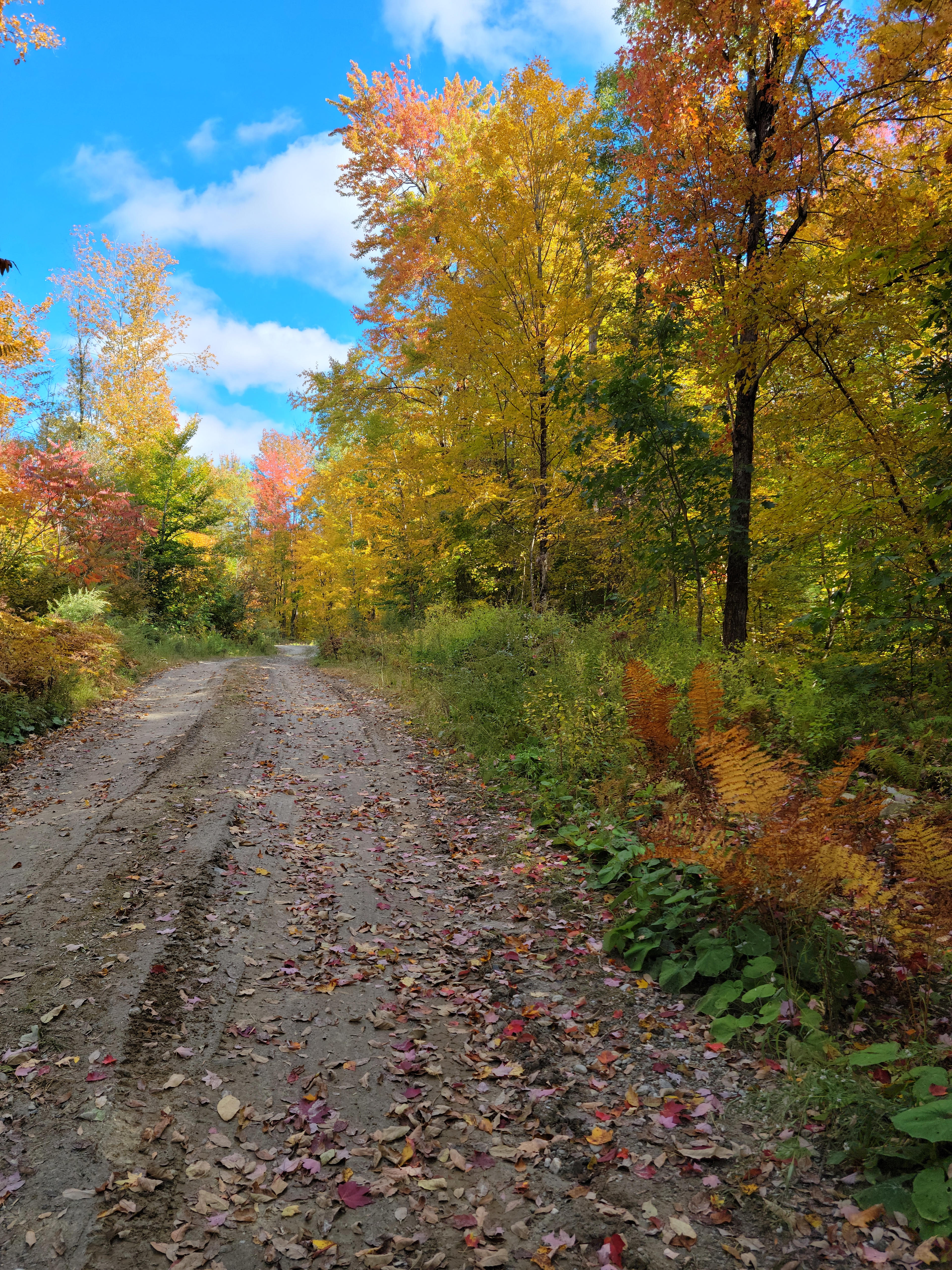 This is the trail across the street from Frank's property.