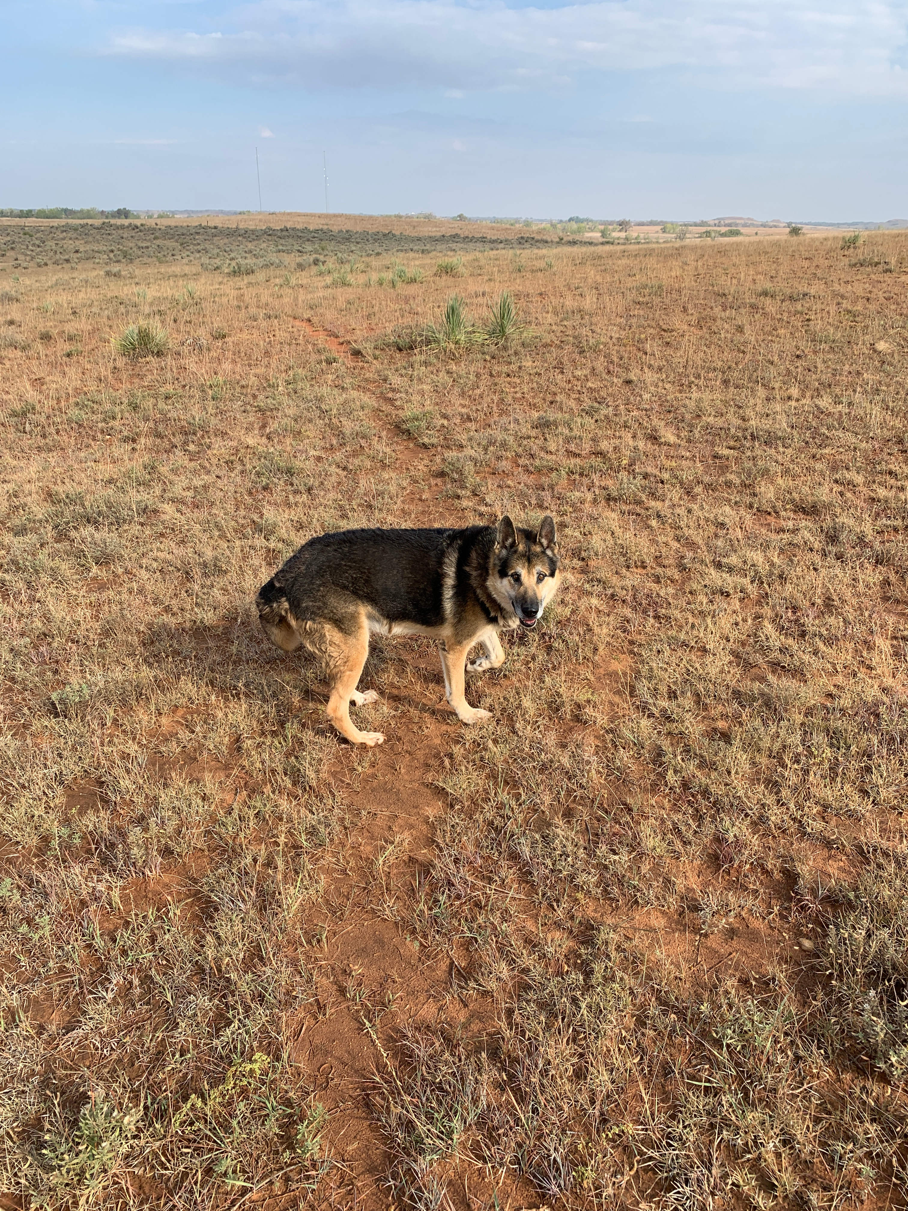 Out for a walk with Duke! 