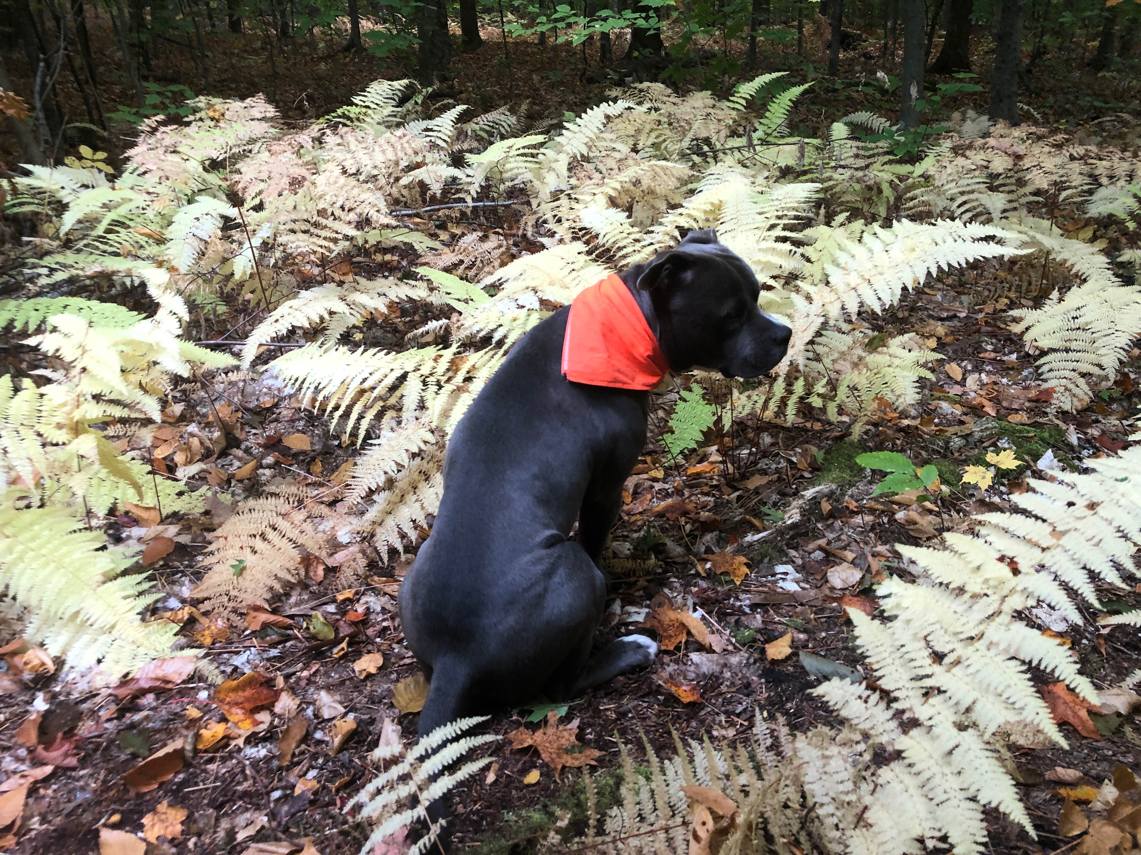 Trees of Life Retreat (ToLR)