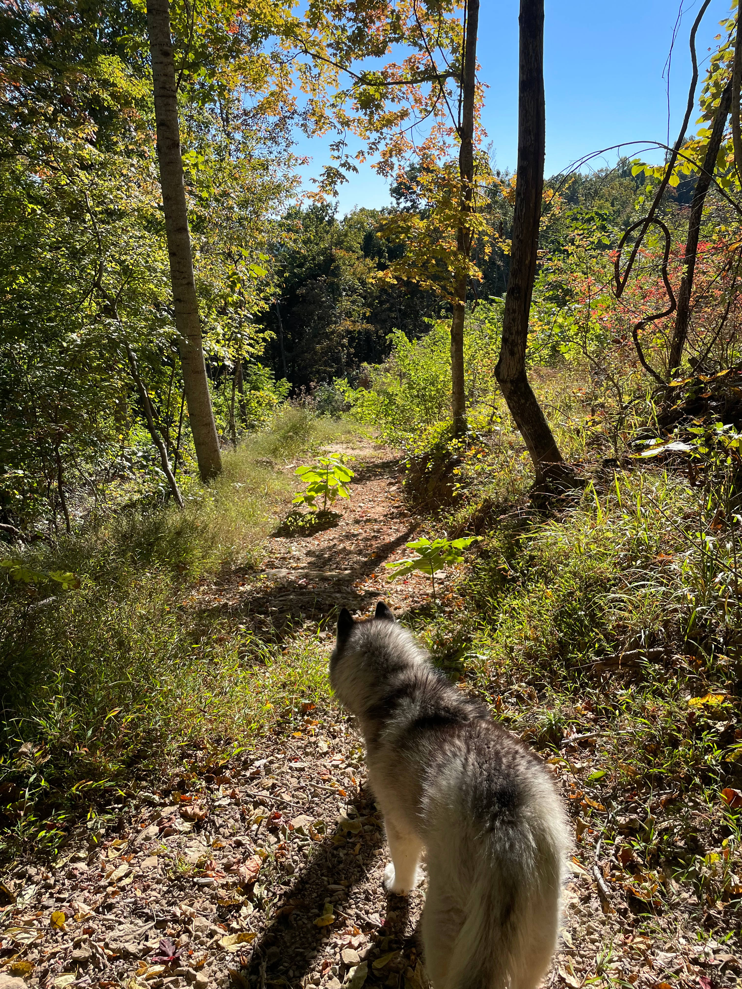 MountainView Rock island  Campsite