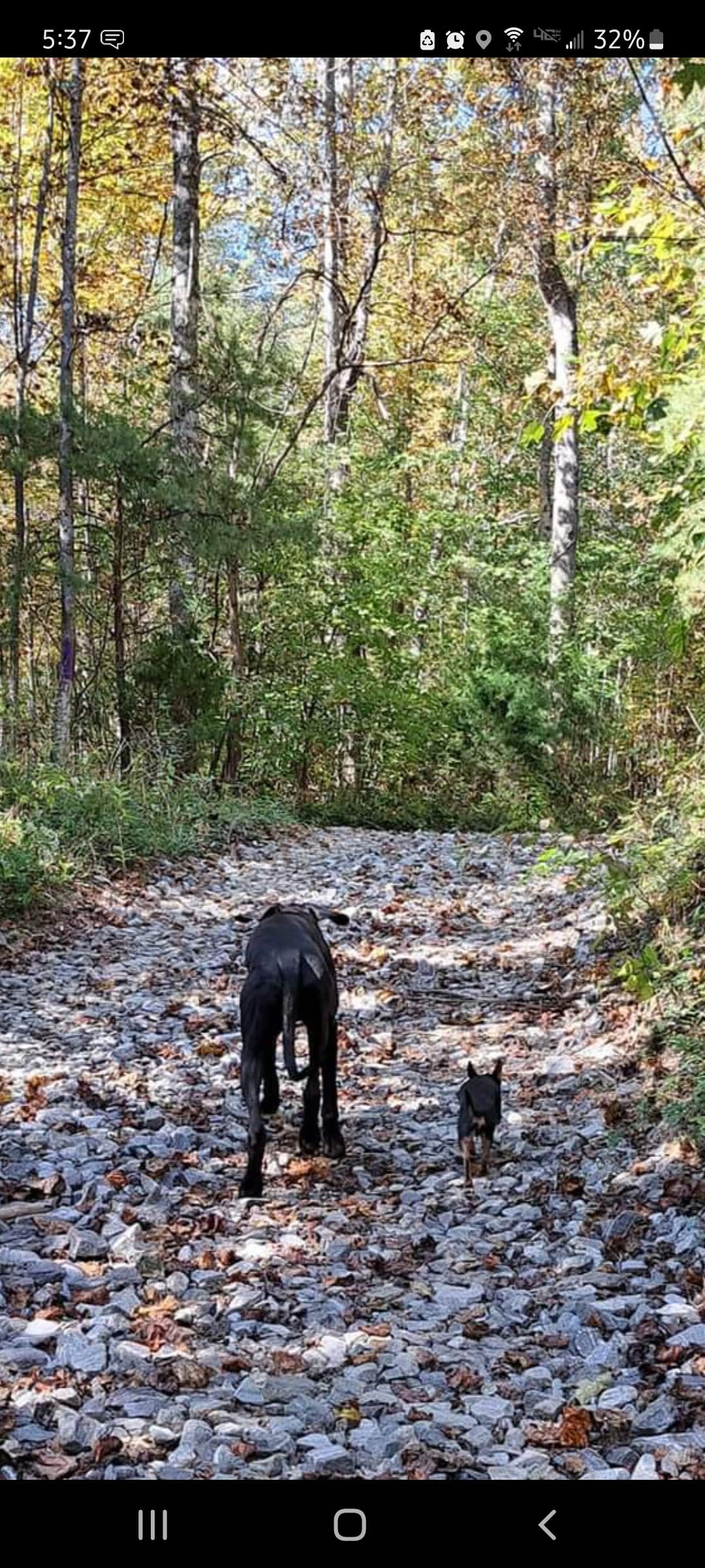 Dogs will LOVE exploring.