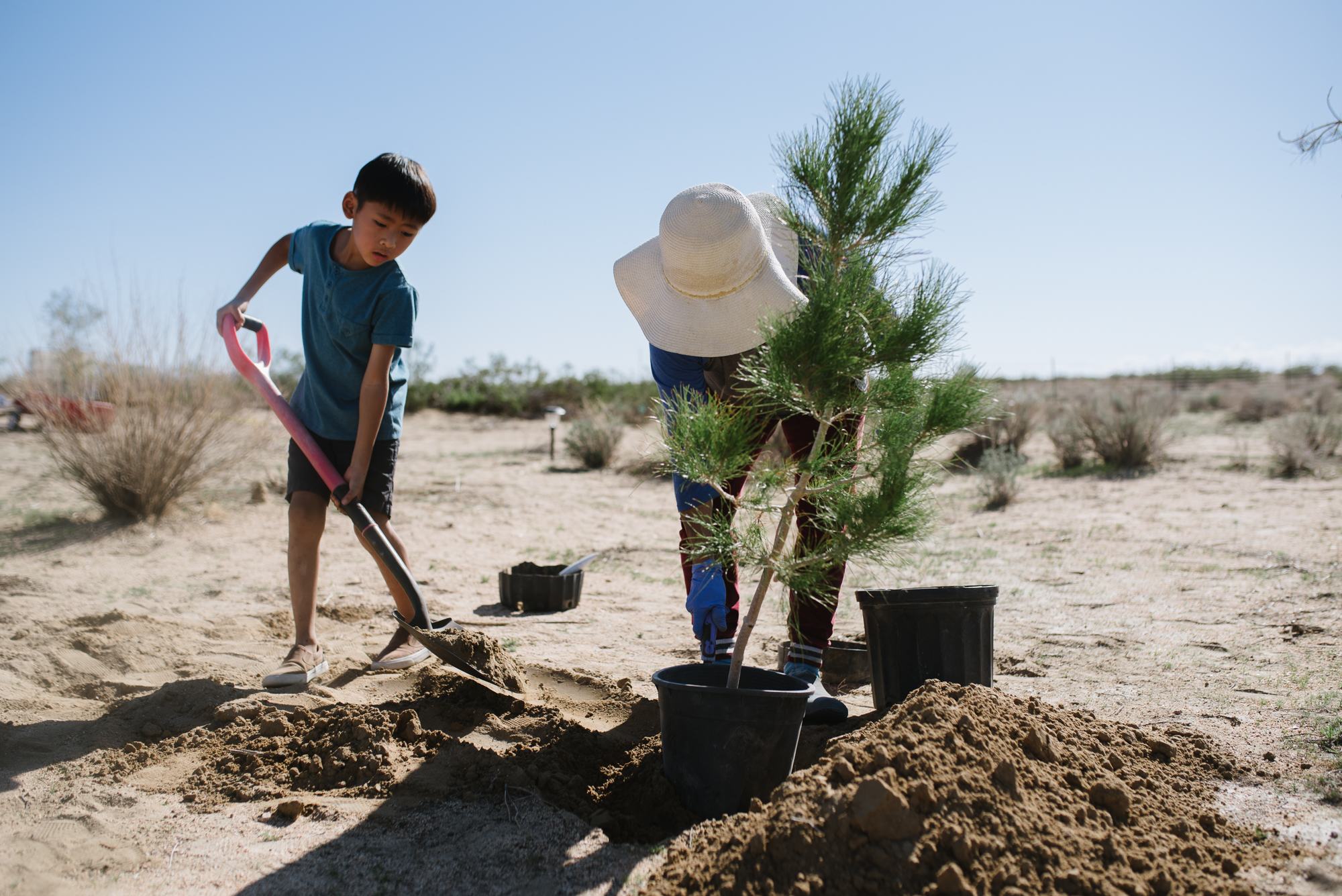 planting a tree together