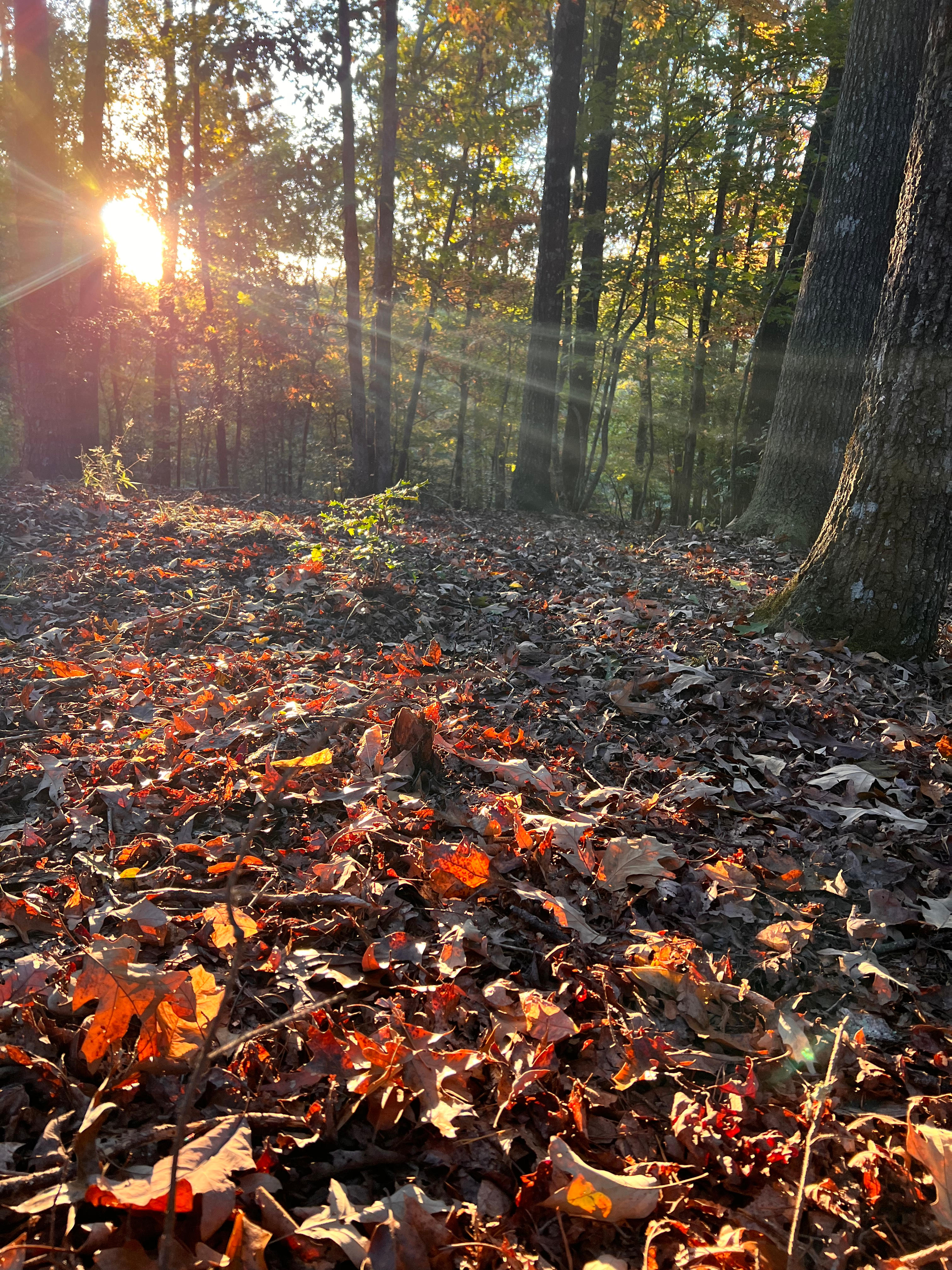 Early morning sun. 