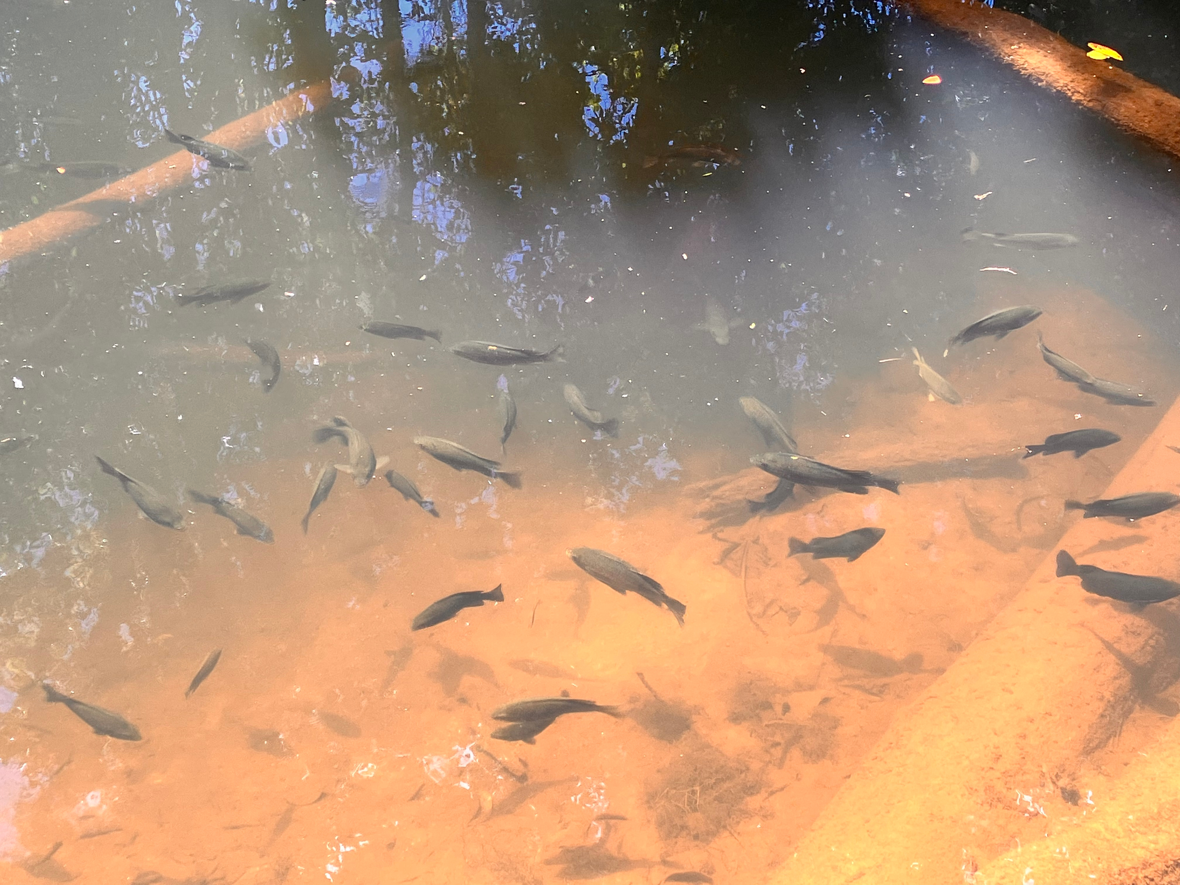 Tropical Woopen Creek Camping