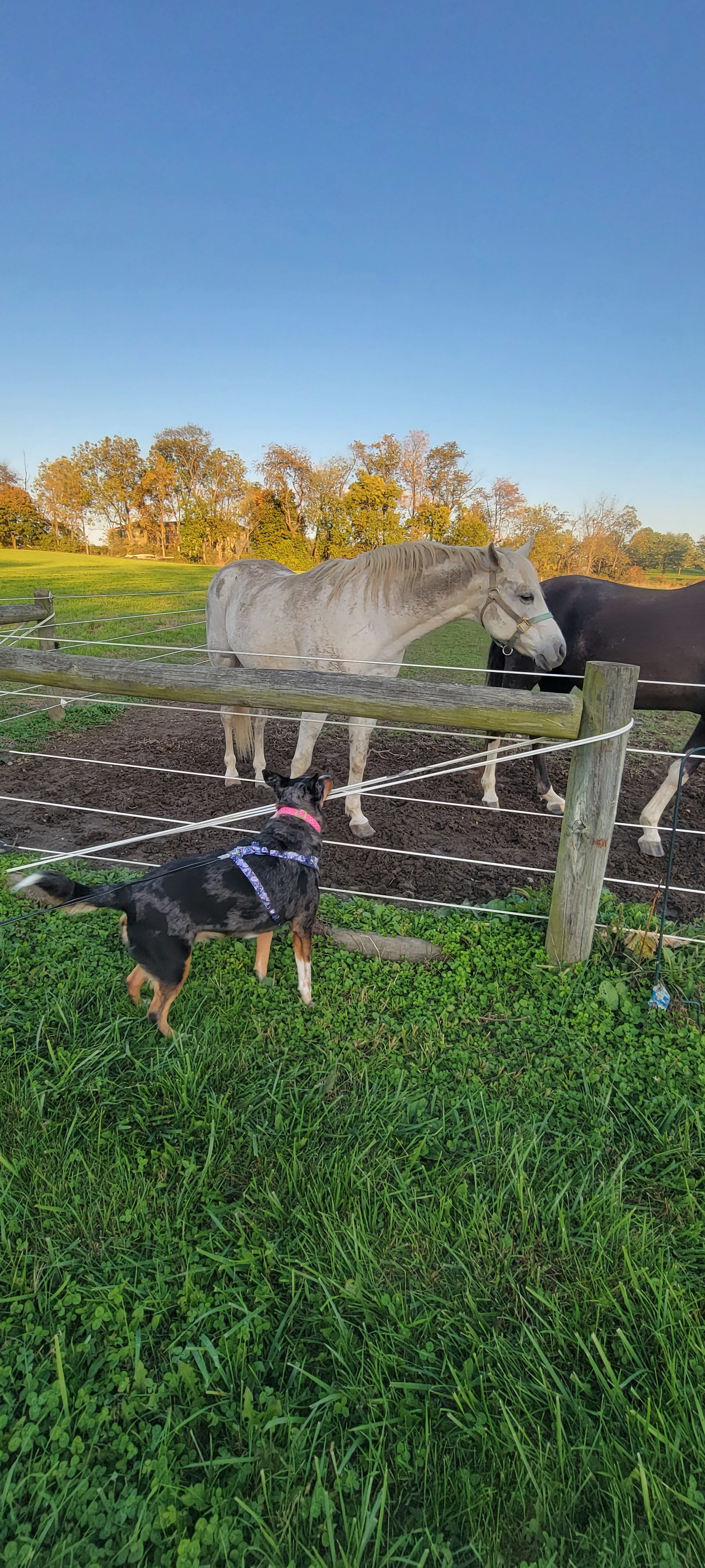 Circle S Farm Camping