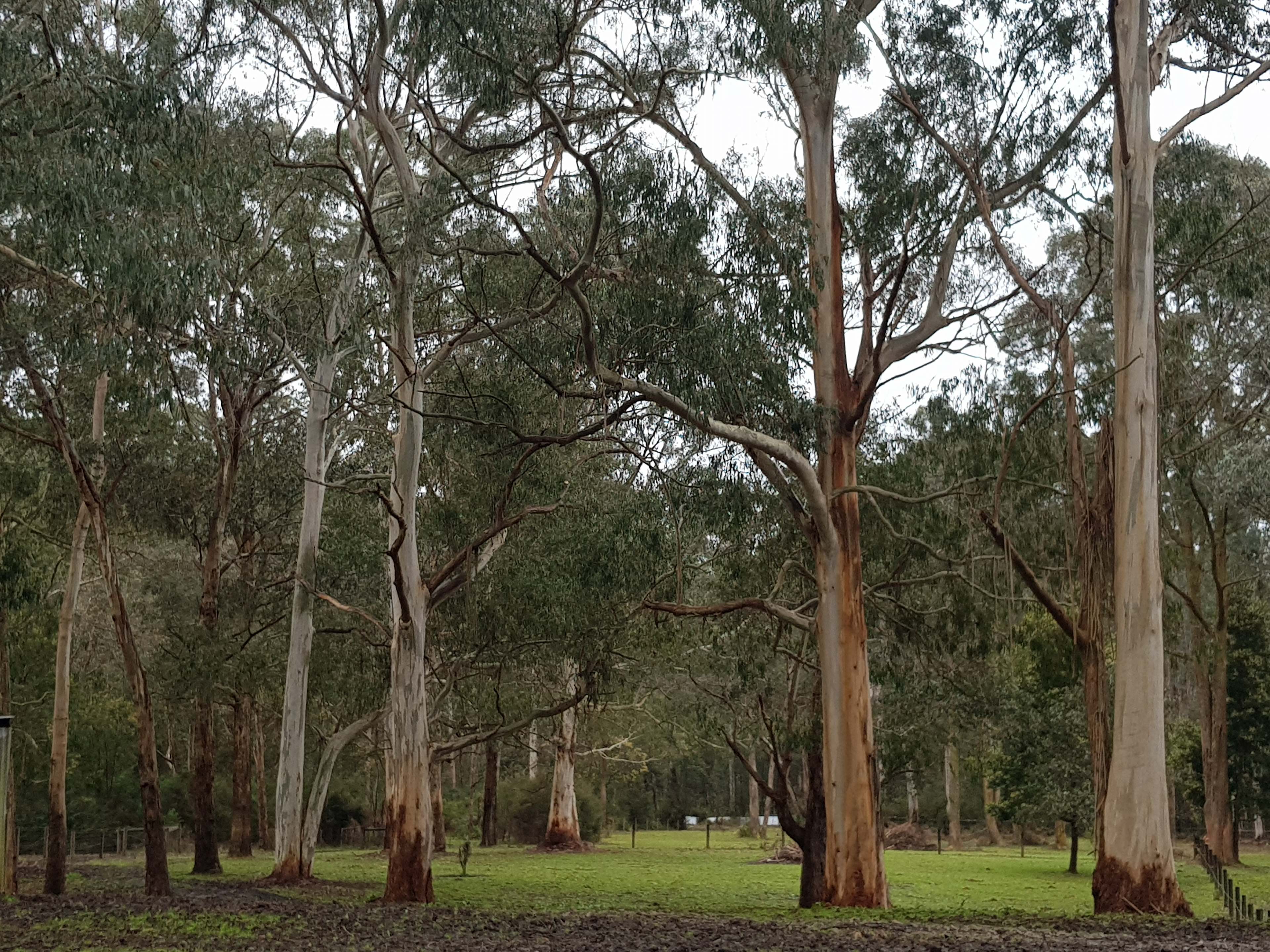 Castella River Farm