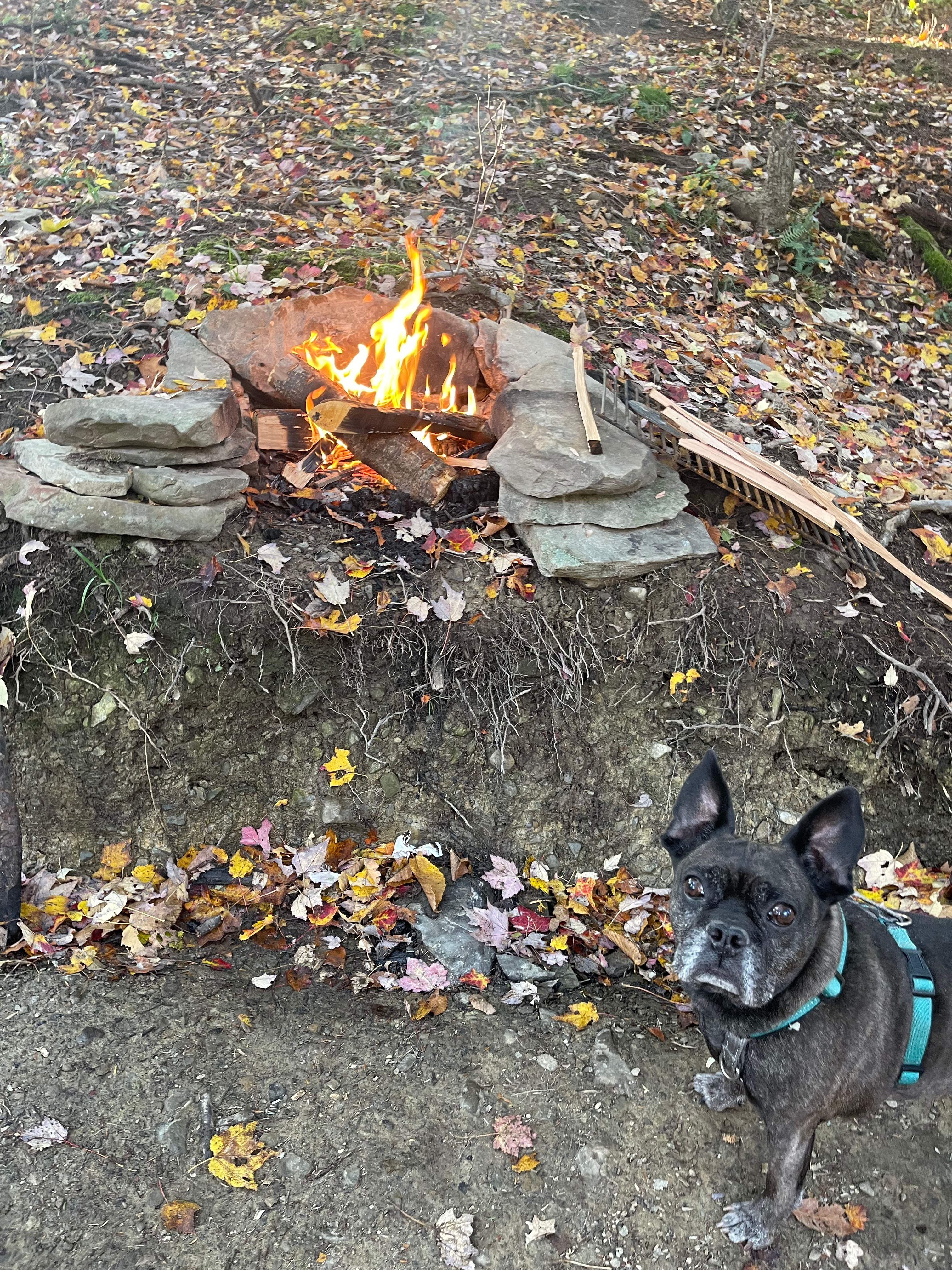 Stoney Goat Homestead