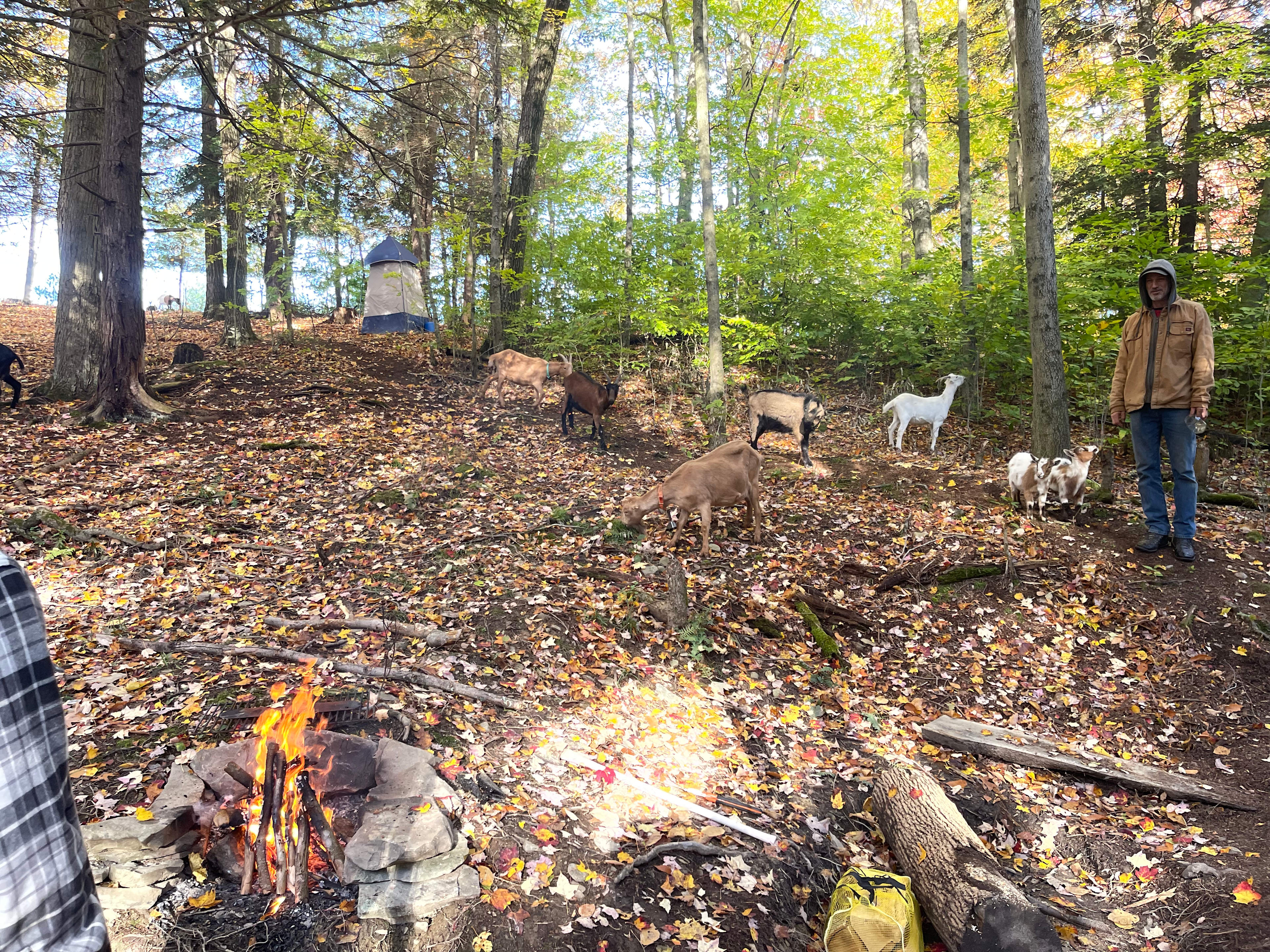 Stoney Goat Homestead