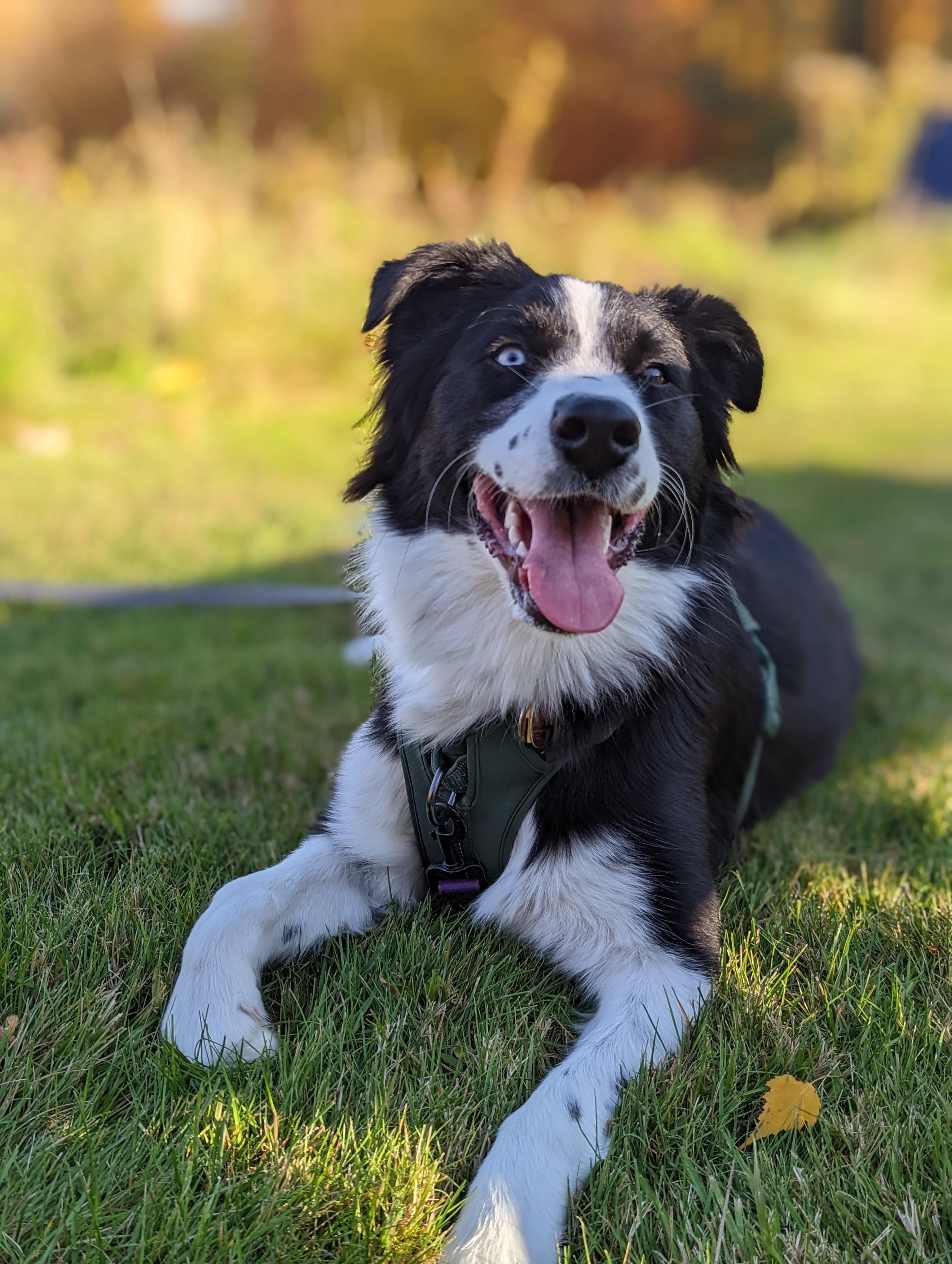 Matilda felt right at home and loved running in the lawn and field!