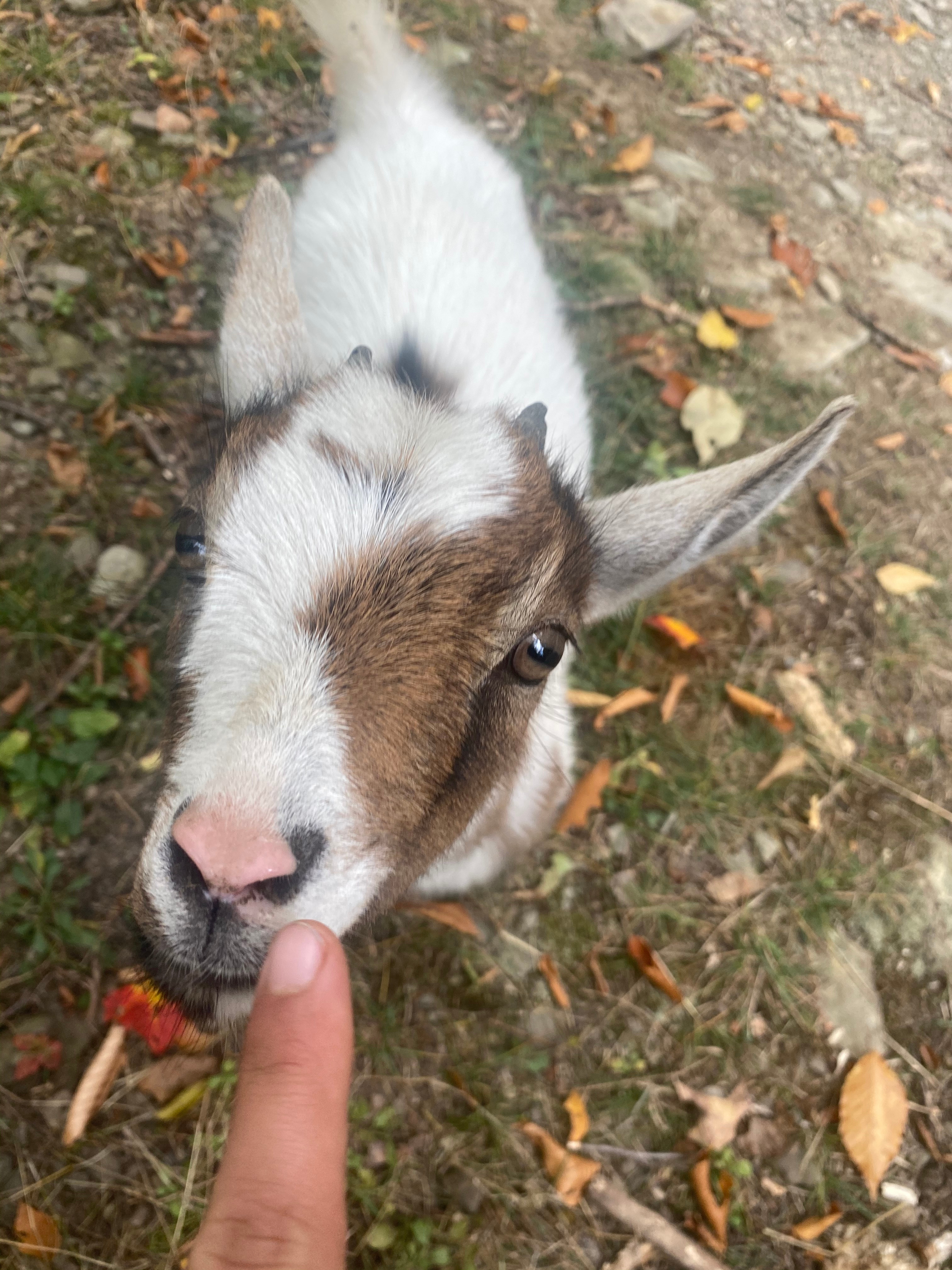 boopin a goat