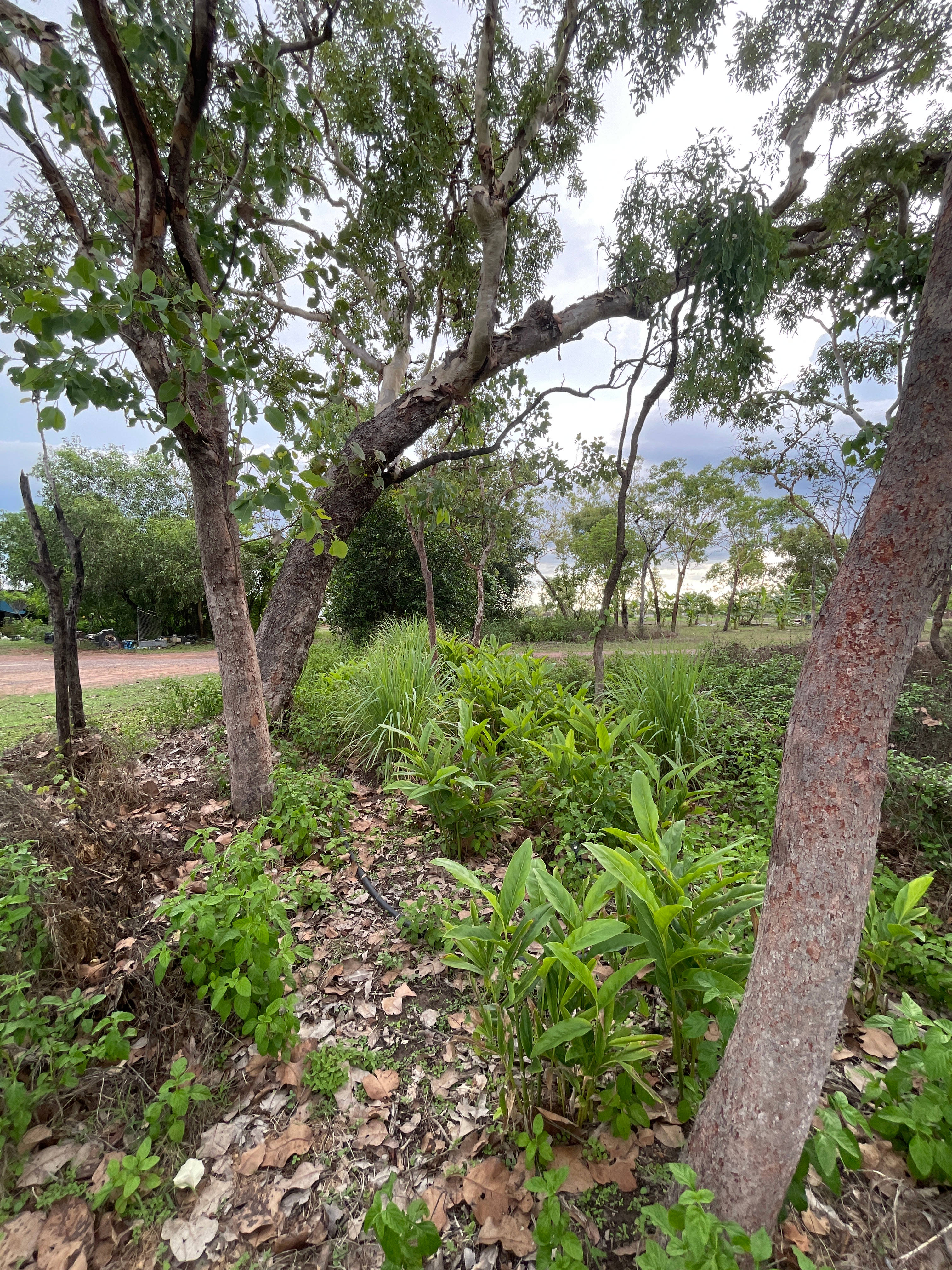 Williams family farm