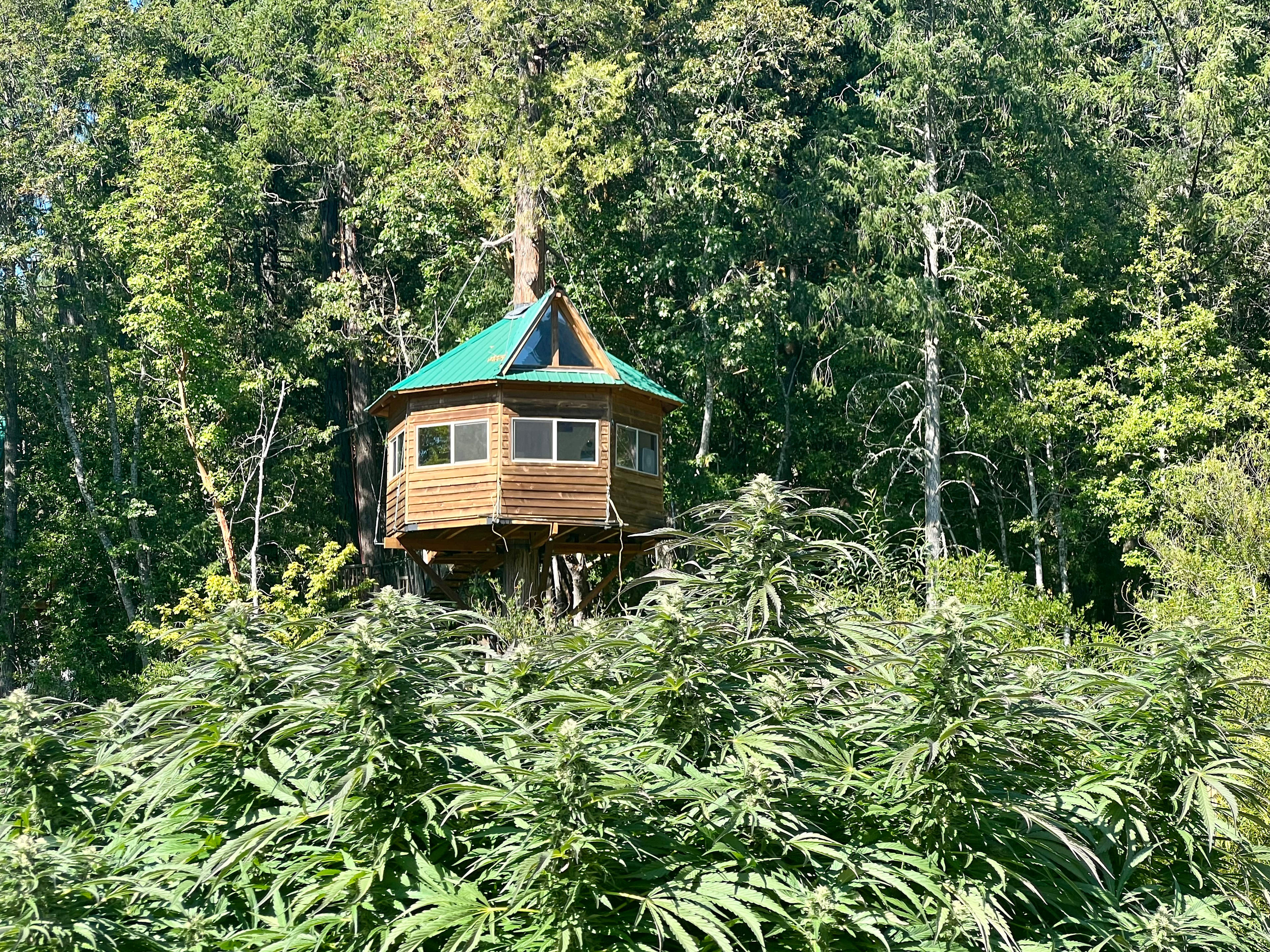 420 treehouses