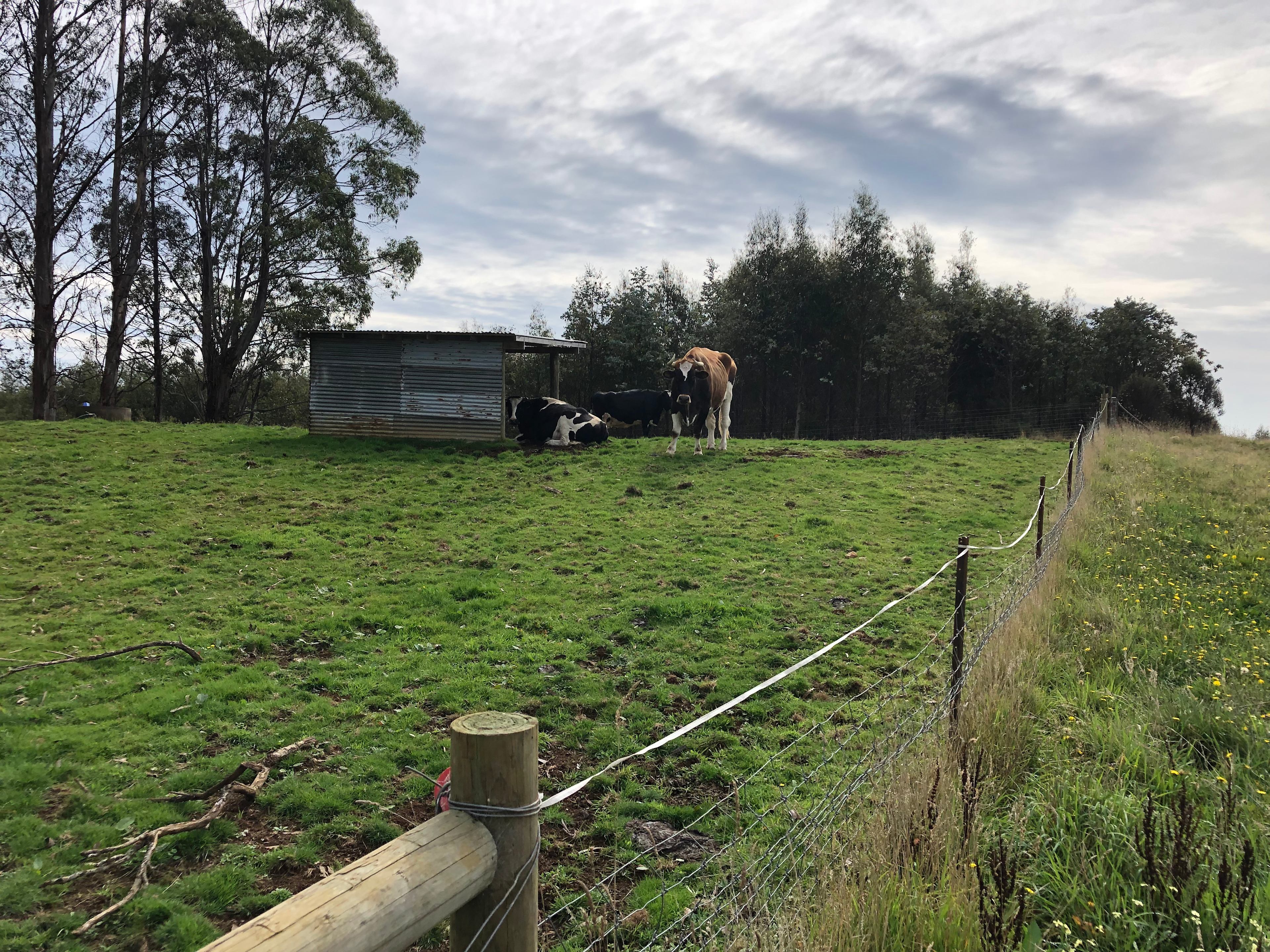 Japa Hill Farm and Animal Sanctuary