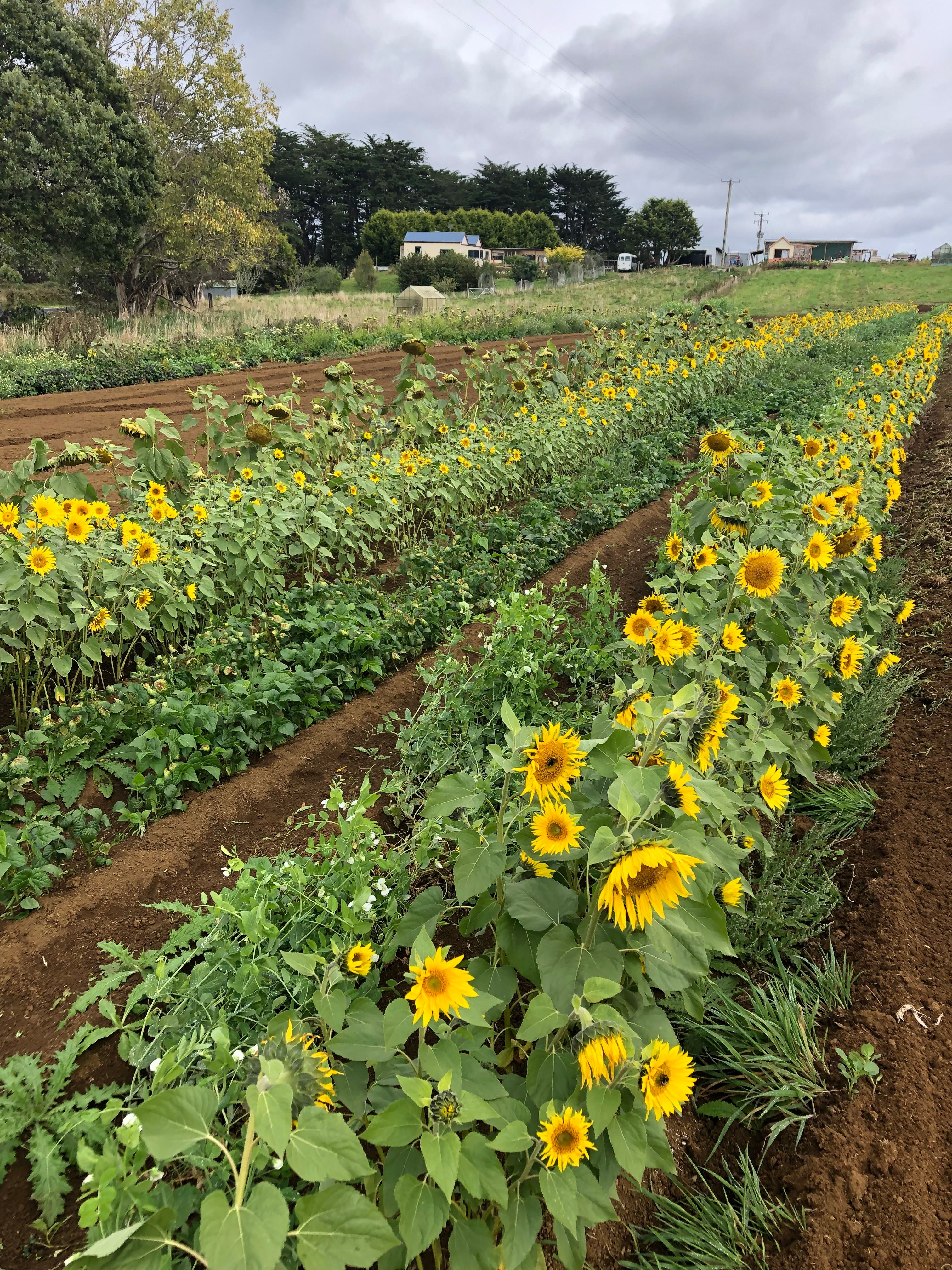 Japa Hill Farm and Animal Sanctuary