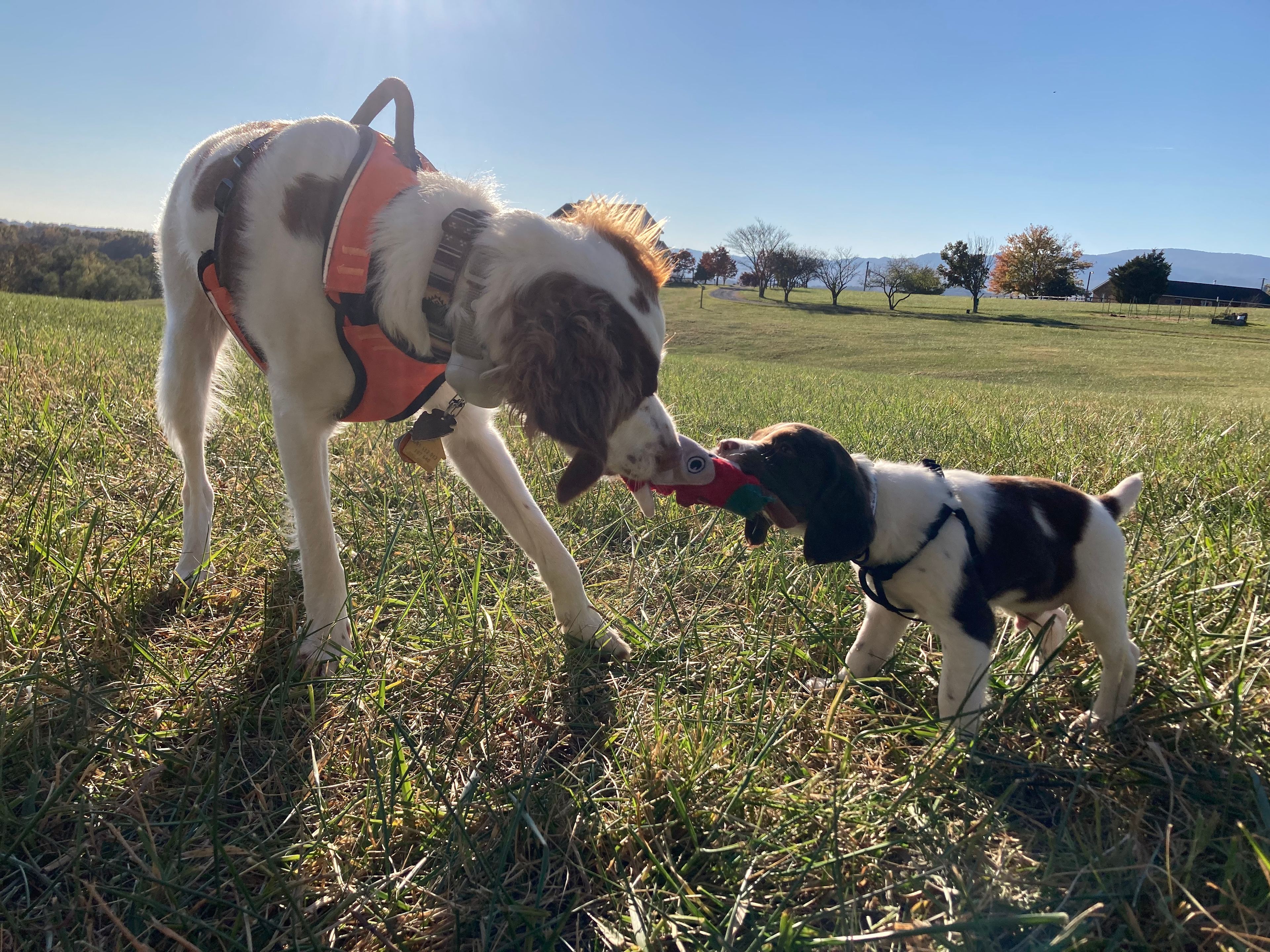 Plenty of space for dogs. 