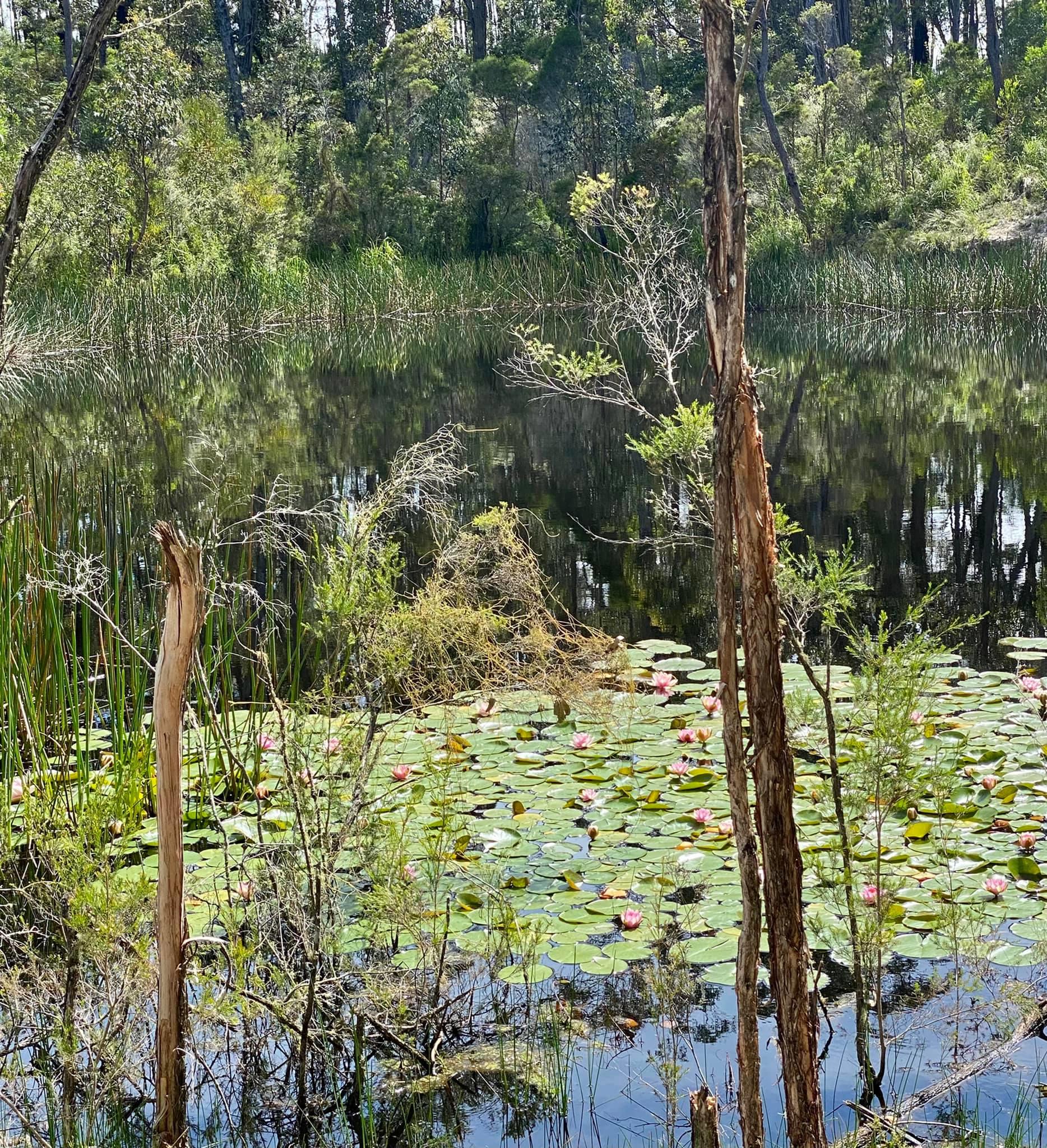 water lillys on irrigation dam