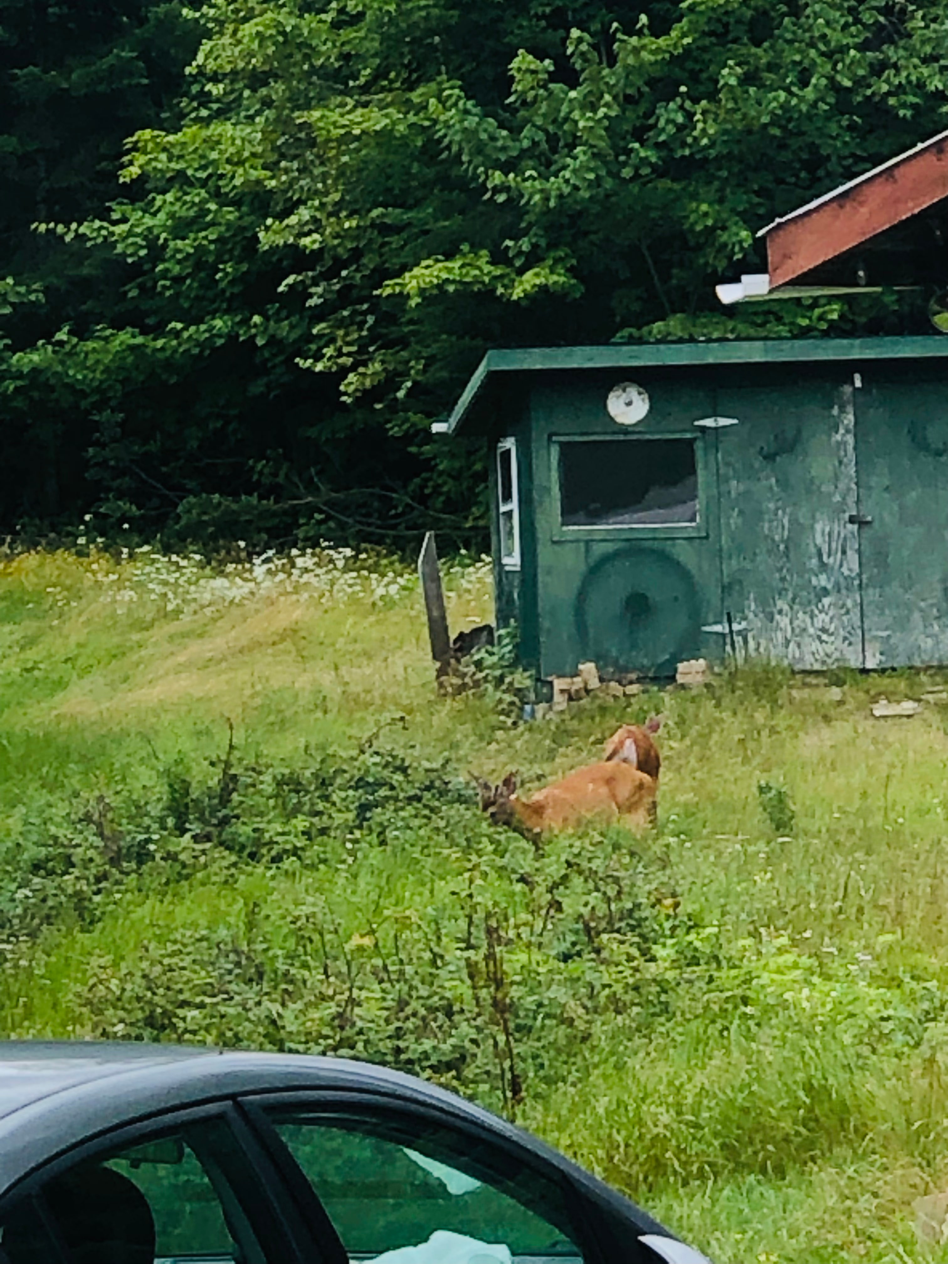 Le Mont des Nénuphars