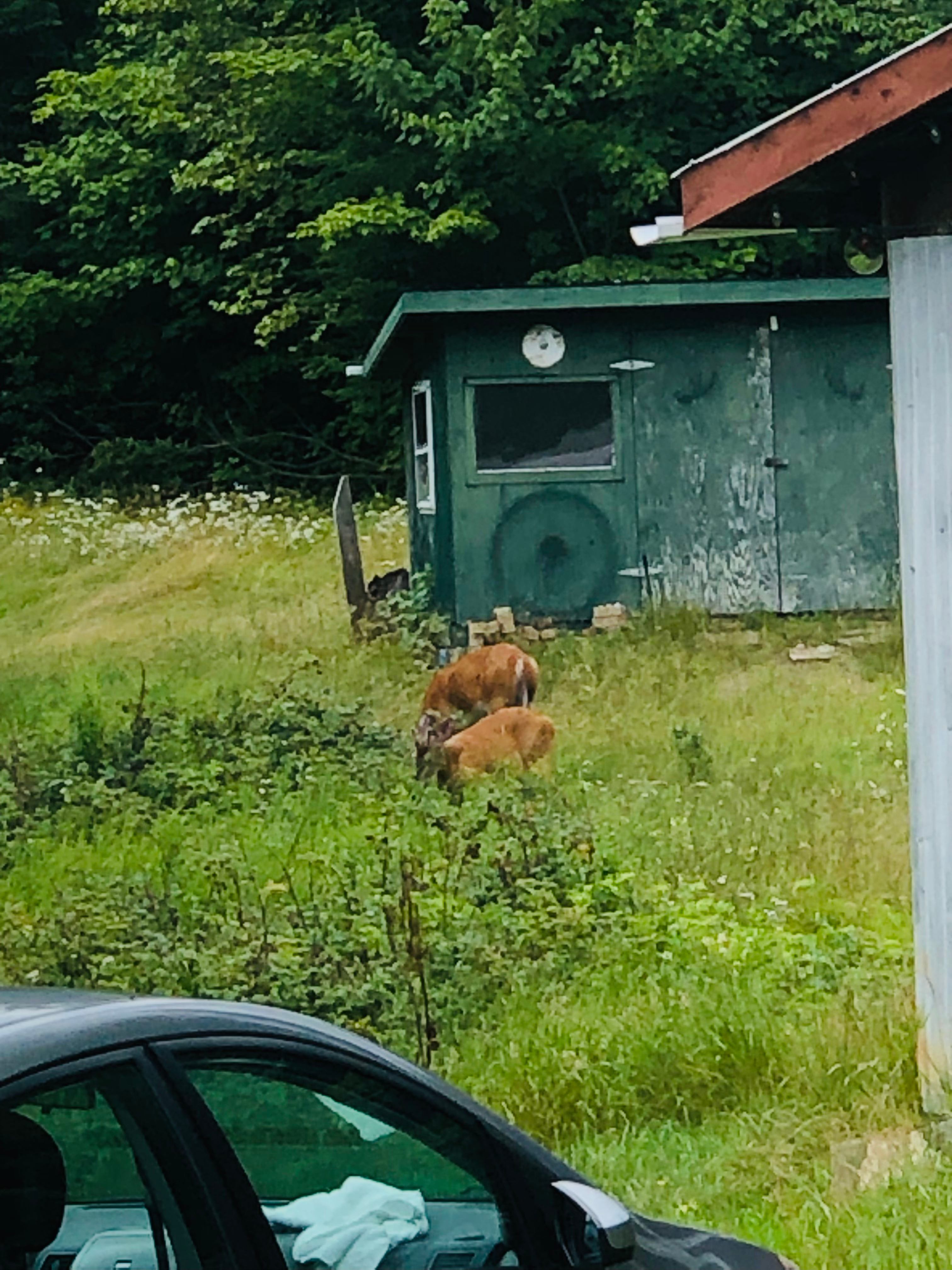 Le Mont des Nénuphars