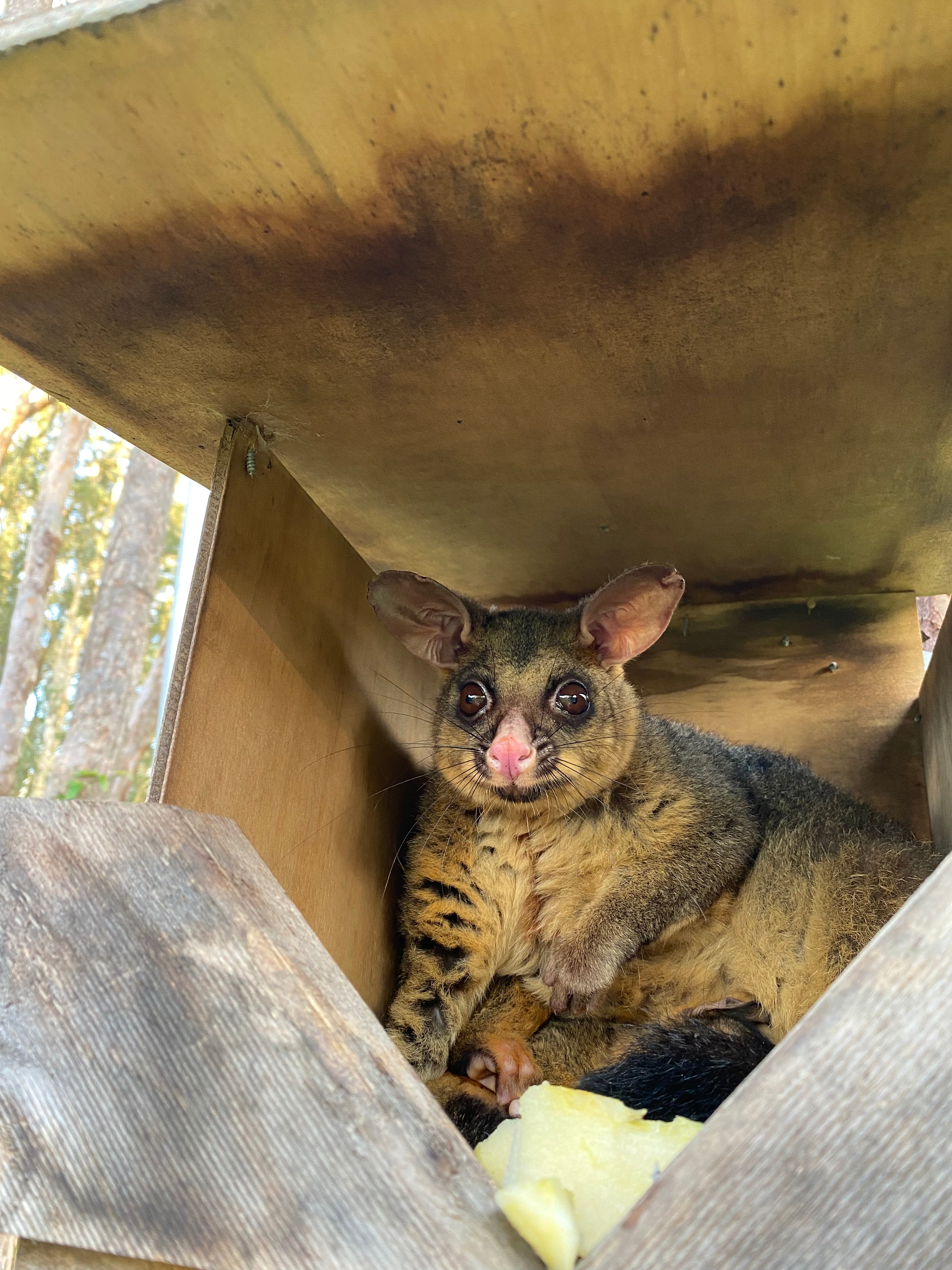 The possum boxes provide shelter for the possum families