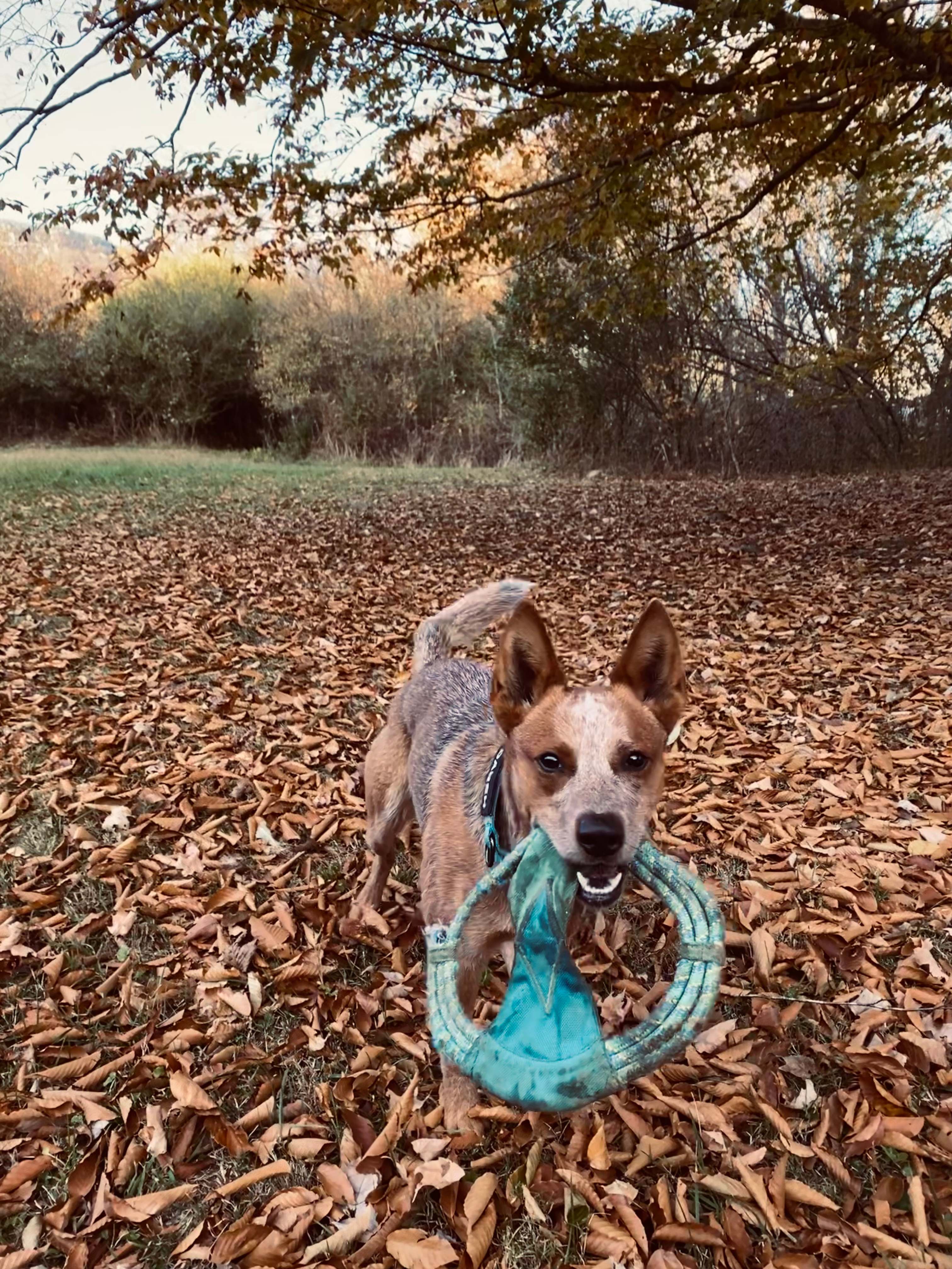 Stan enjoying a run through the leafs