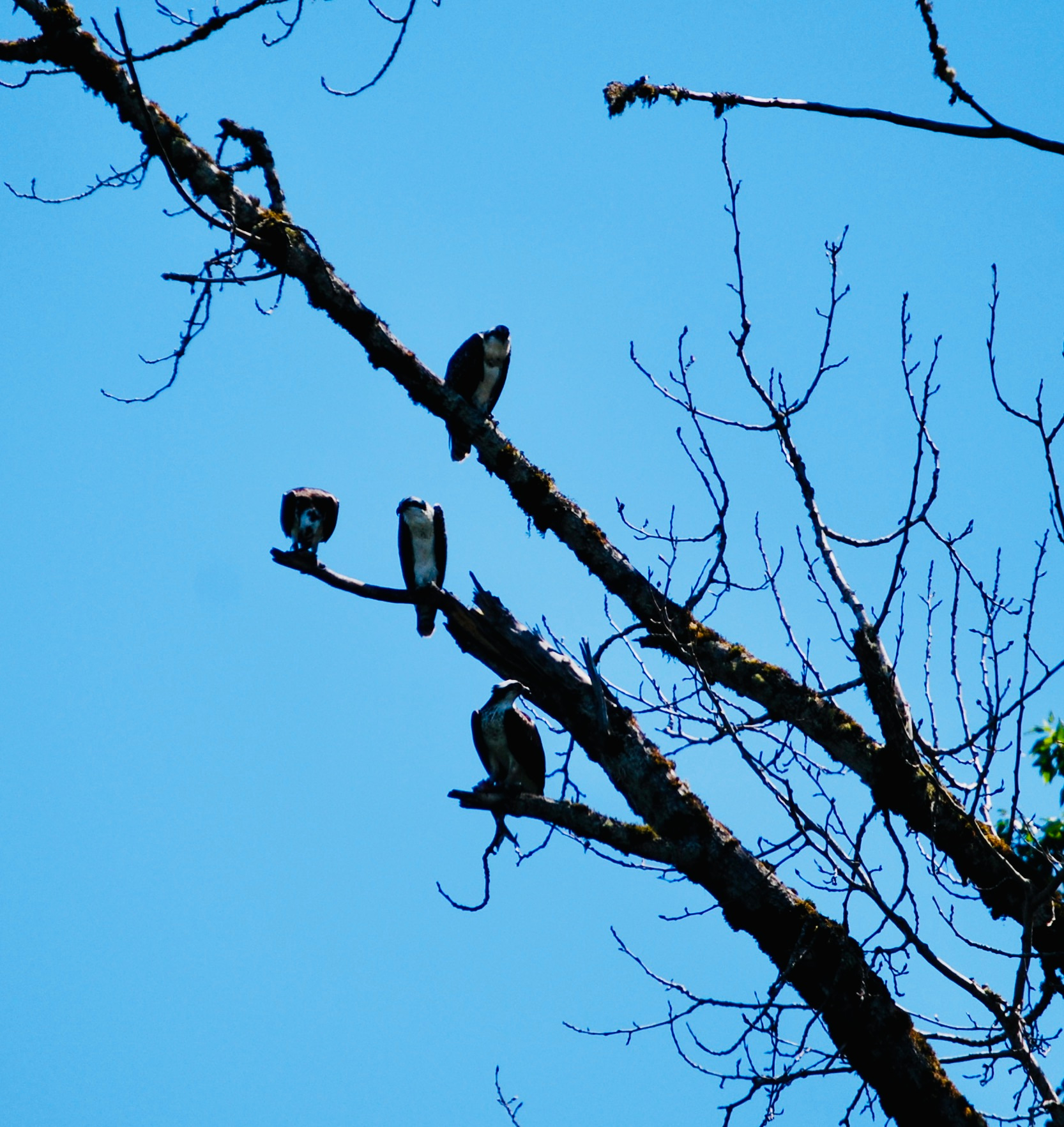 Osprey parents with 2 of their offspring
