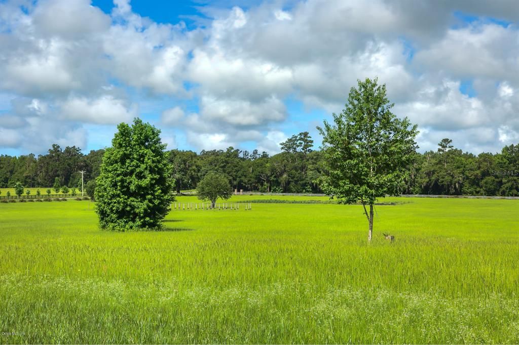Open pasture for you and your pets