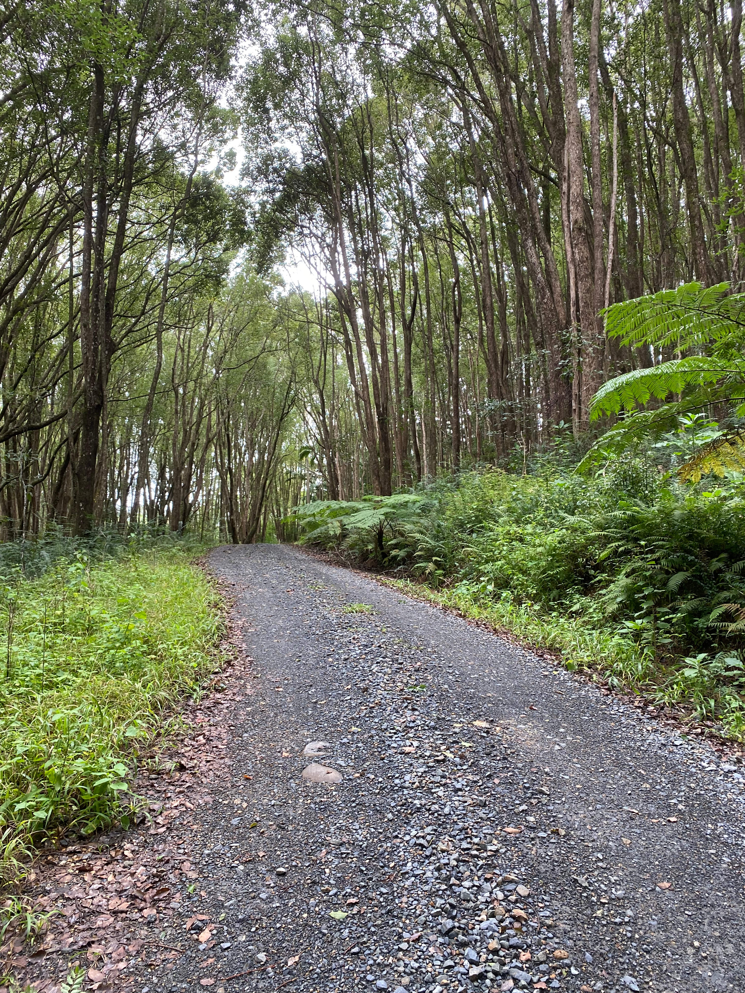 Looking back towards gate in main driveway in. 