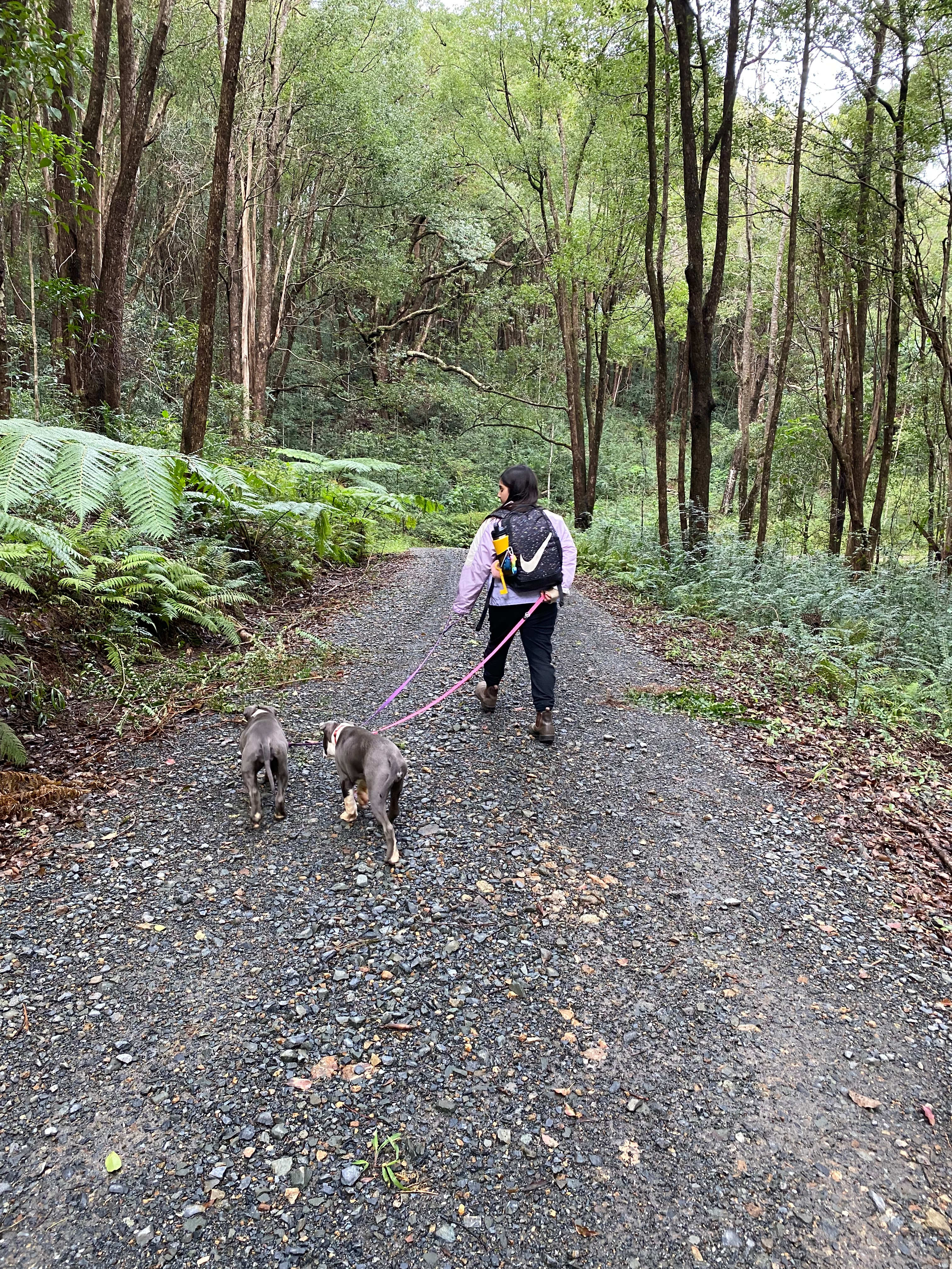 Driveway into property from main gate 