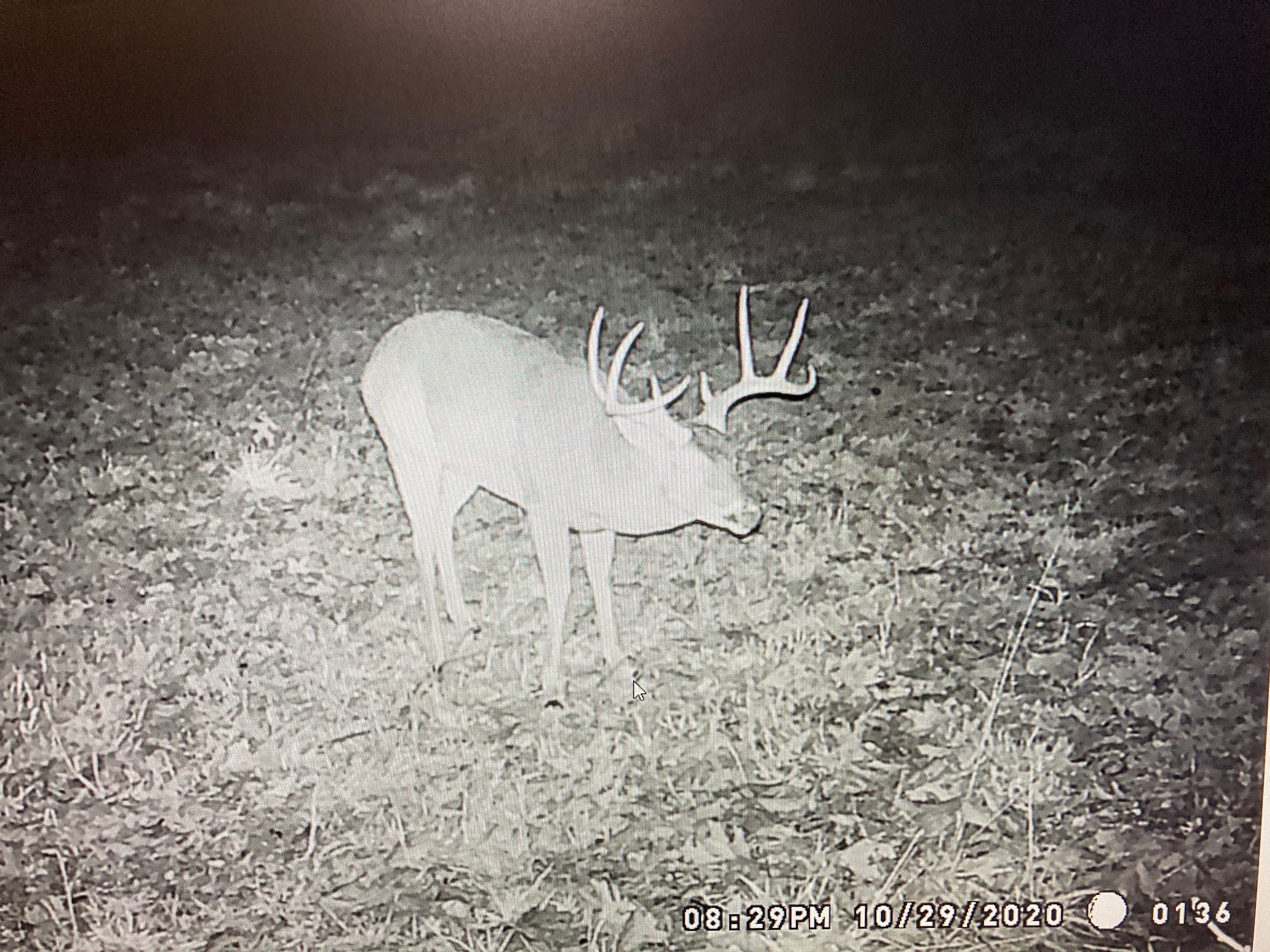 Located footsteps from the Logan Cave National Wildlife Refuge, it’s not uncommon to see lots of deer.