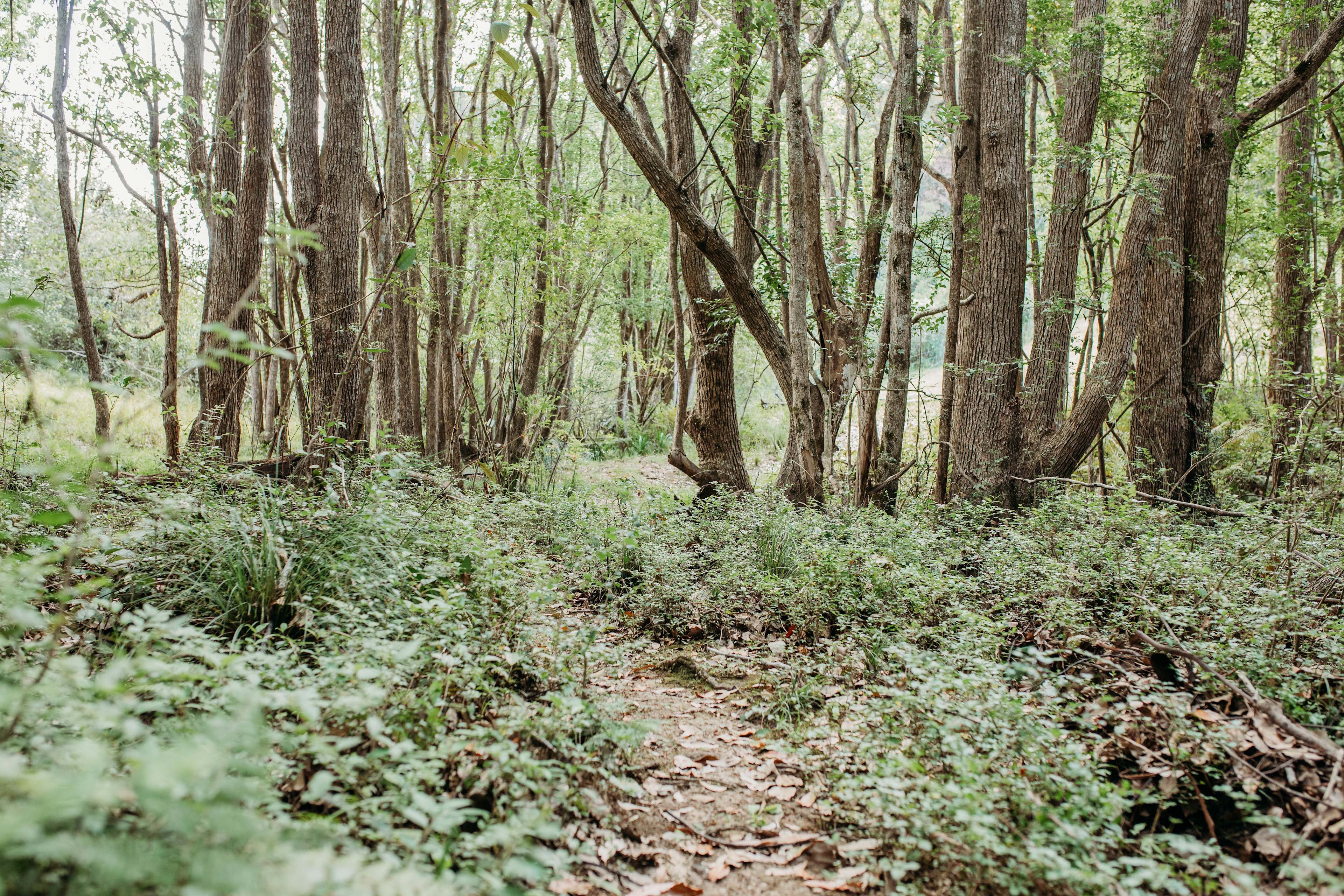 Beautiful nature you can explore by the creek just a short walk from your facilities.