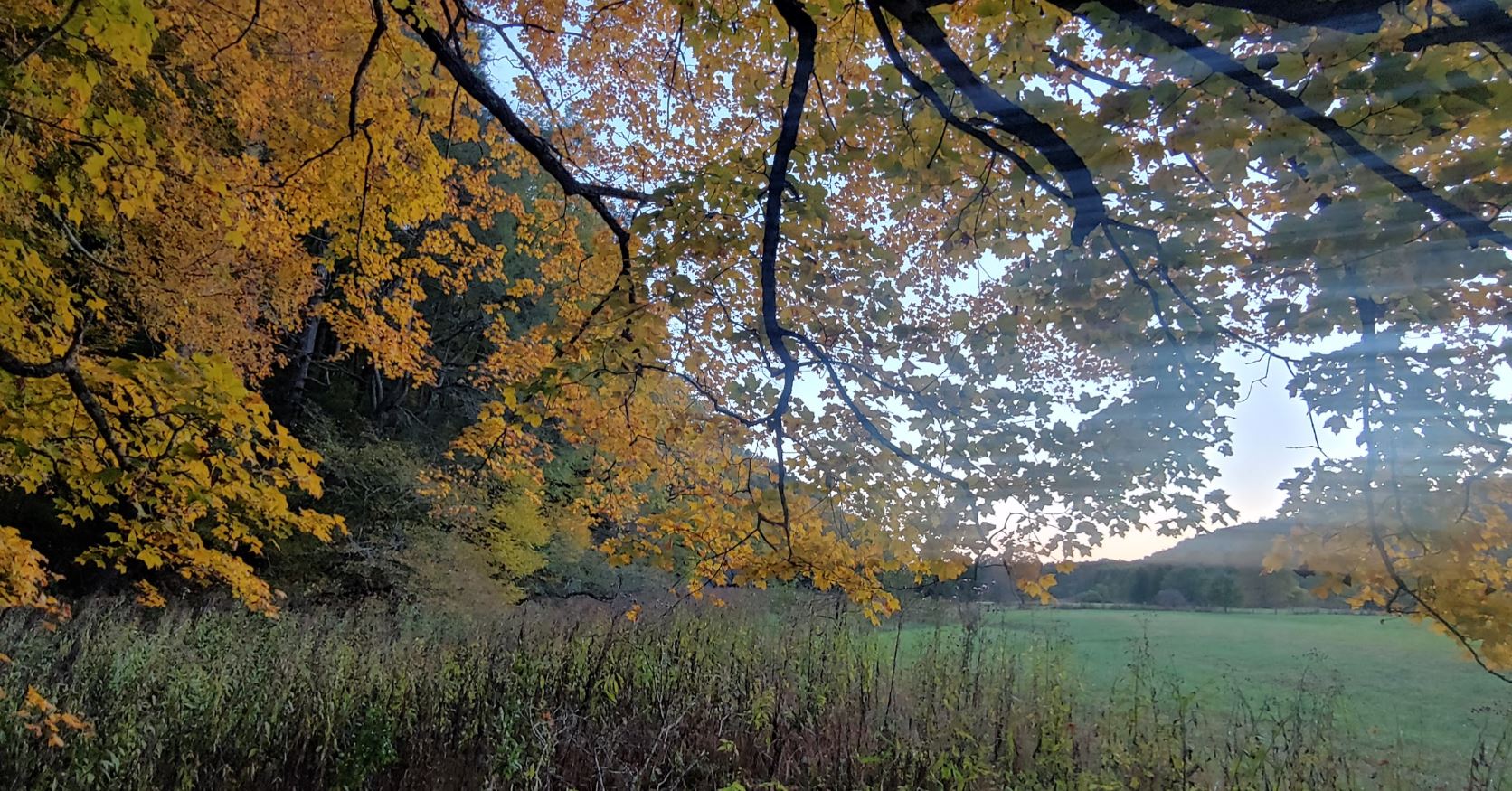 Beautiful old Maples, Sycamores and Oaks. 