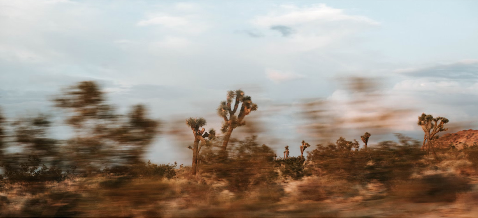 BASECAMP Joshua Tree