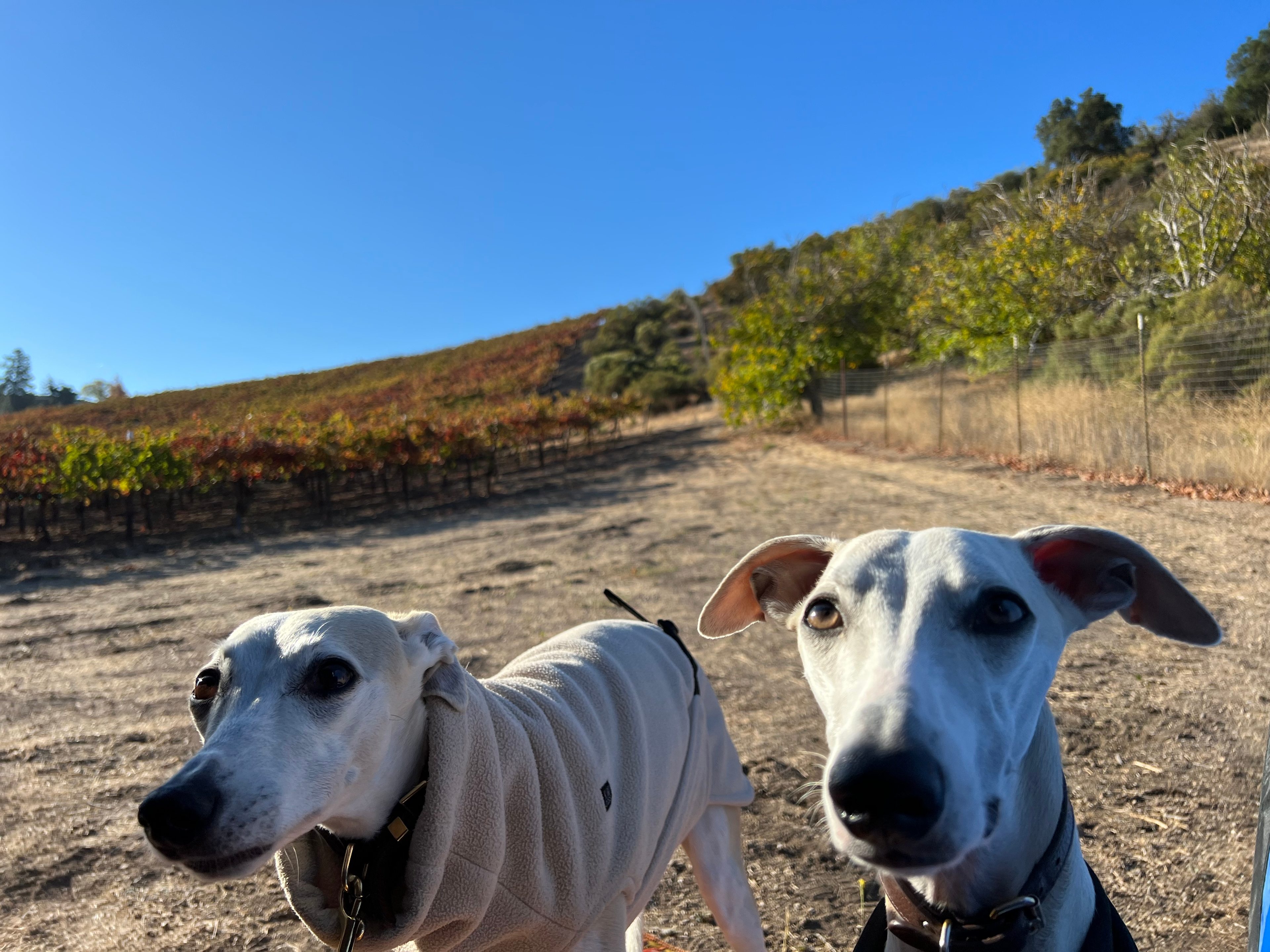 Puppies are always happy 🐾❤️