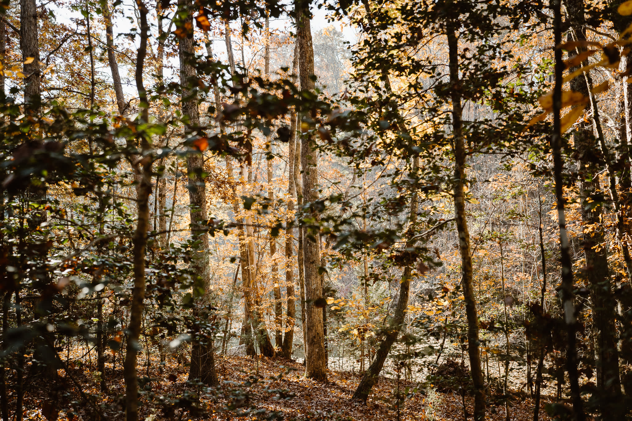 Beautiful wooded area leading you down to the pond.