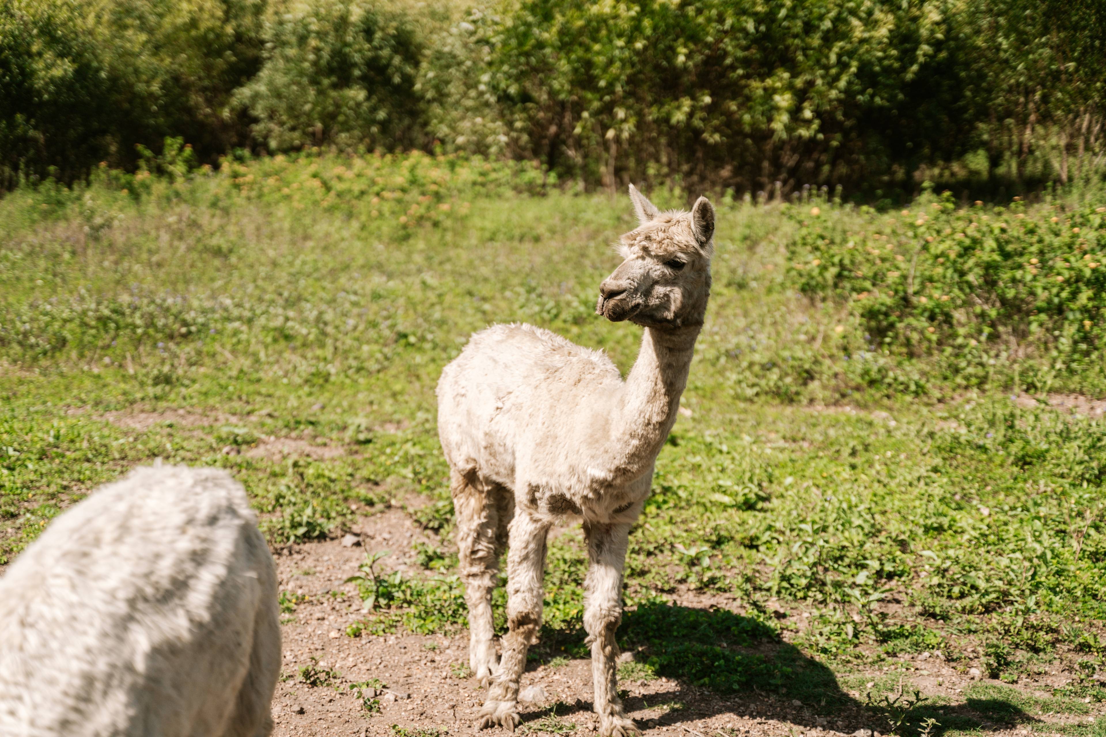 Milfarrago Farm