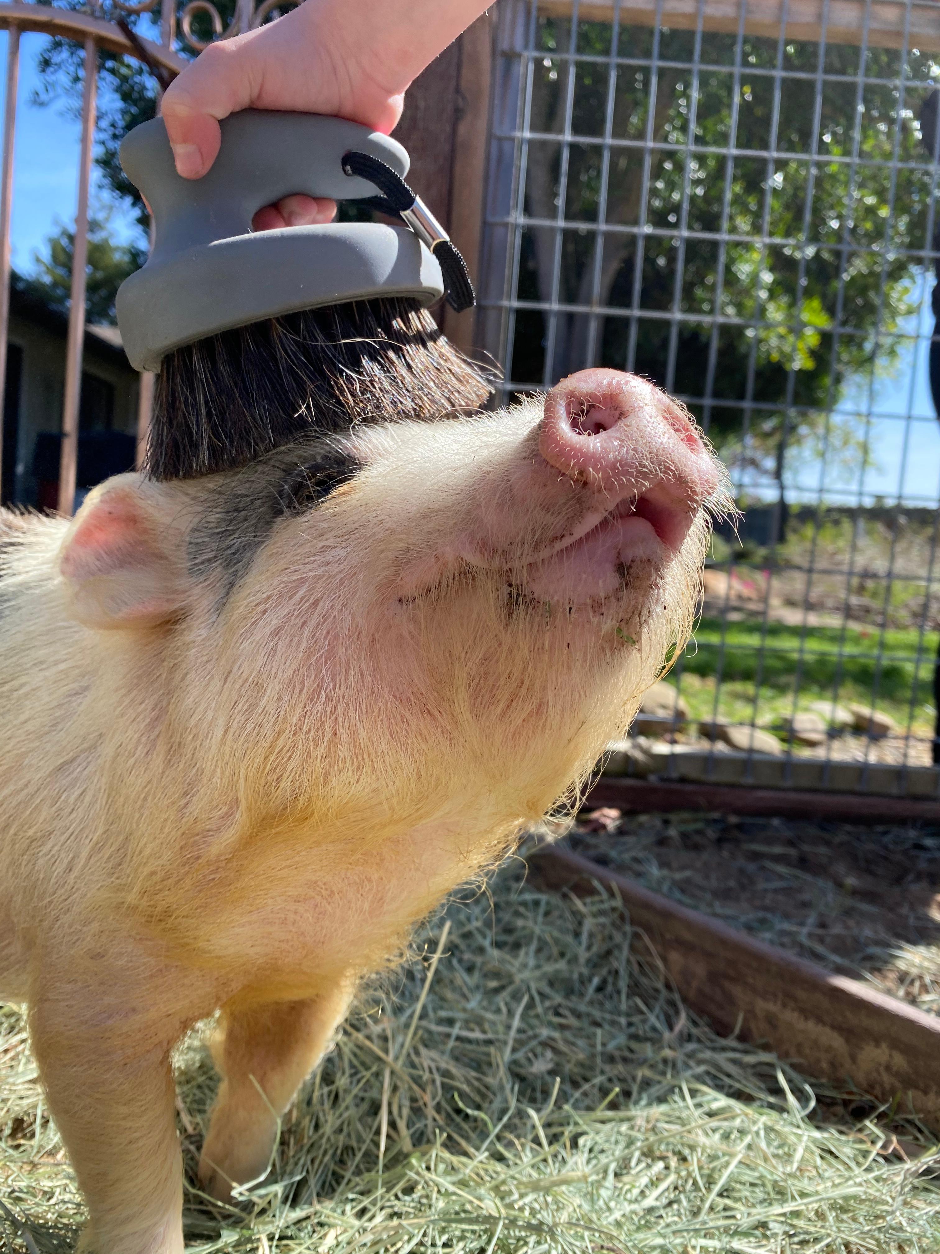 Hazel Homestead- Central Coast Farm